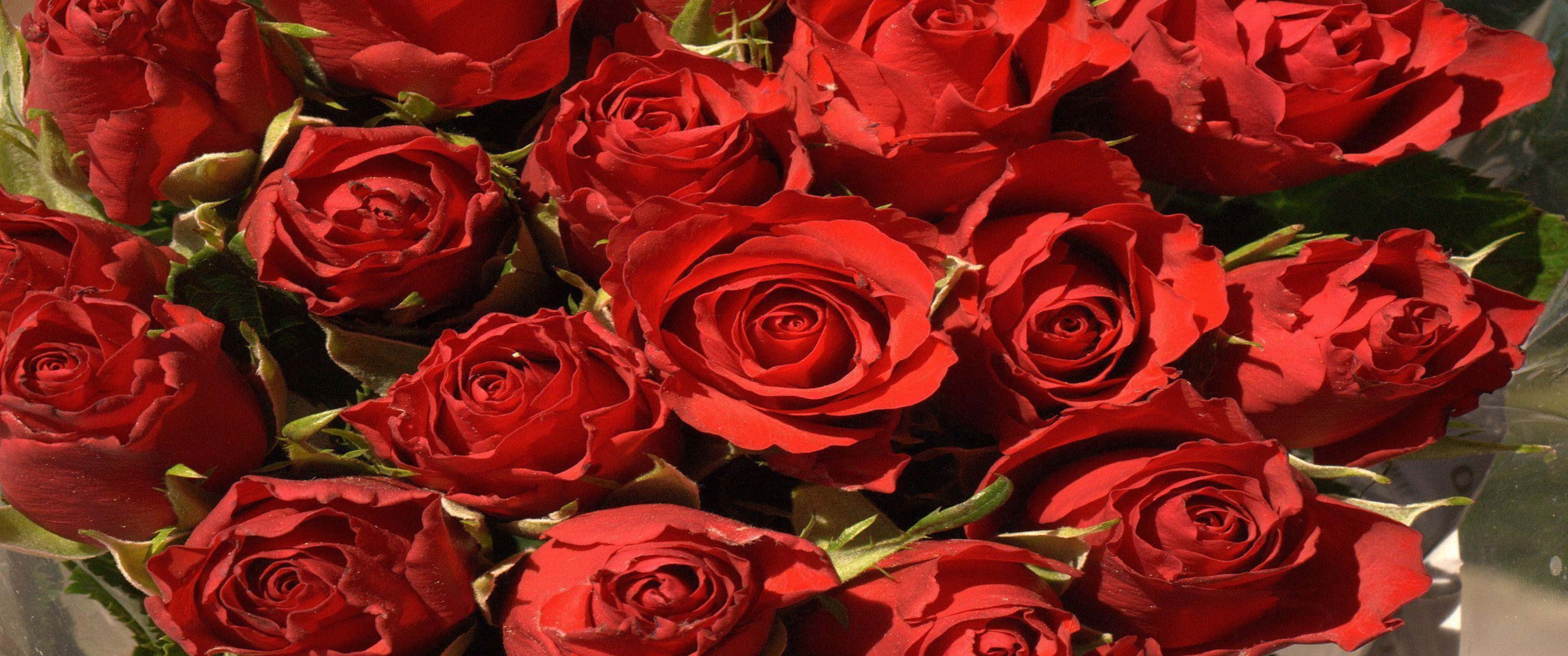 3440x1440p Roses 桌布 壁紙 — 一束茂盛的深紅玫瑰，帶有光澤的花瓣和綠葉，沐浴在明亮的陽光下。