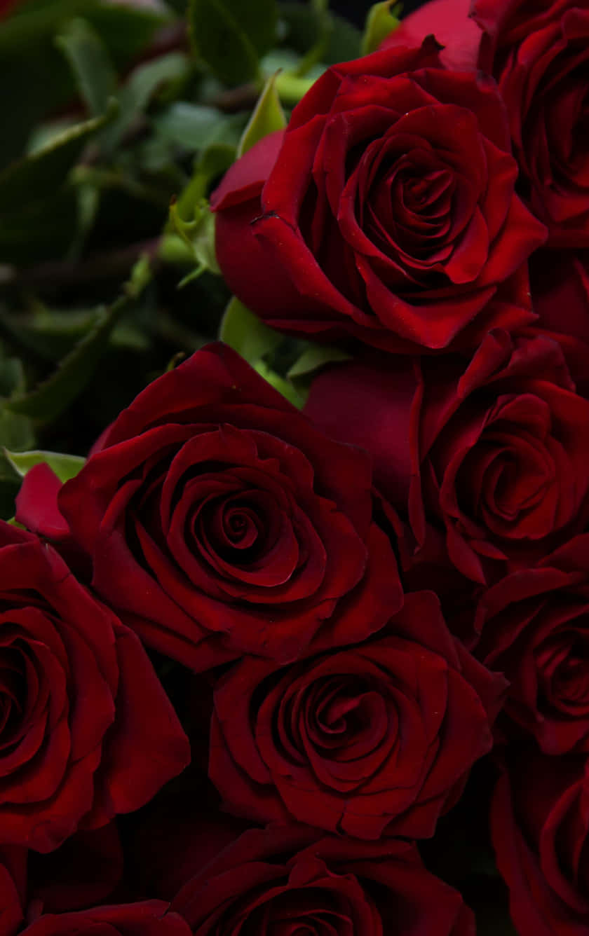 Roses 桌布 壁紙 — 一束茂盛的深紅玫瑰，帶有天鵝絨般的花瓣和深綠色的葉子，柔焦效果。
