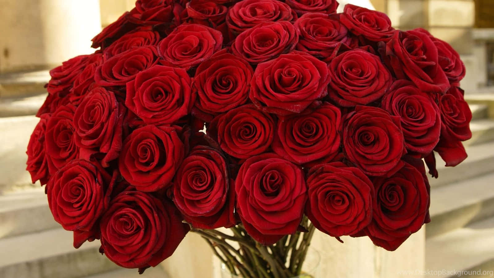 Red Roses 桌布 壁紙 — 一束茂盛的深紅玫瑰，帶有天鵝絨般的花瓣，排列成密集的心形簇。
