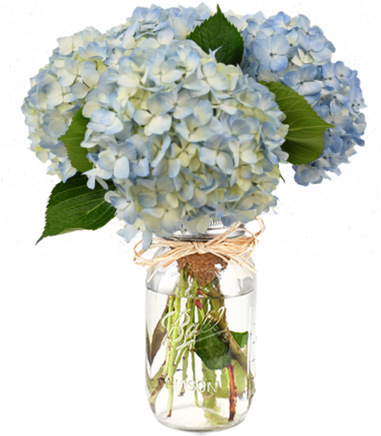Hydrangea 桌布 壁紙 — 一束茂盛的淺藍色繡球花，搭配綠葉，放在一個用麻繩綁著的透明玻璃梅森罐中。
