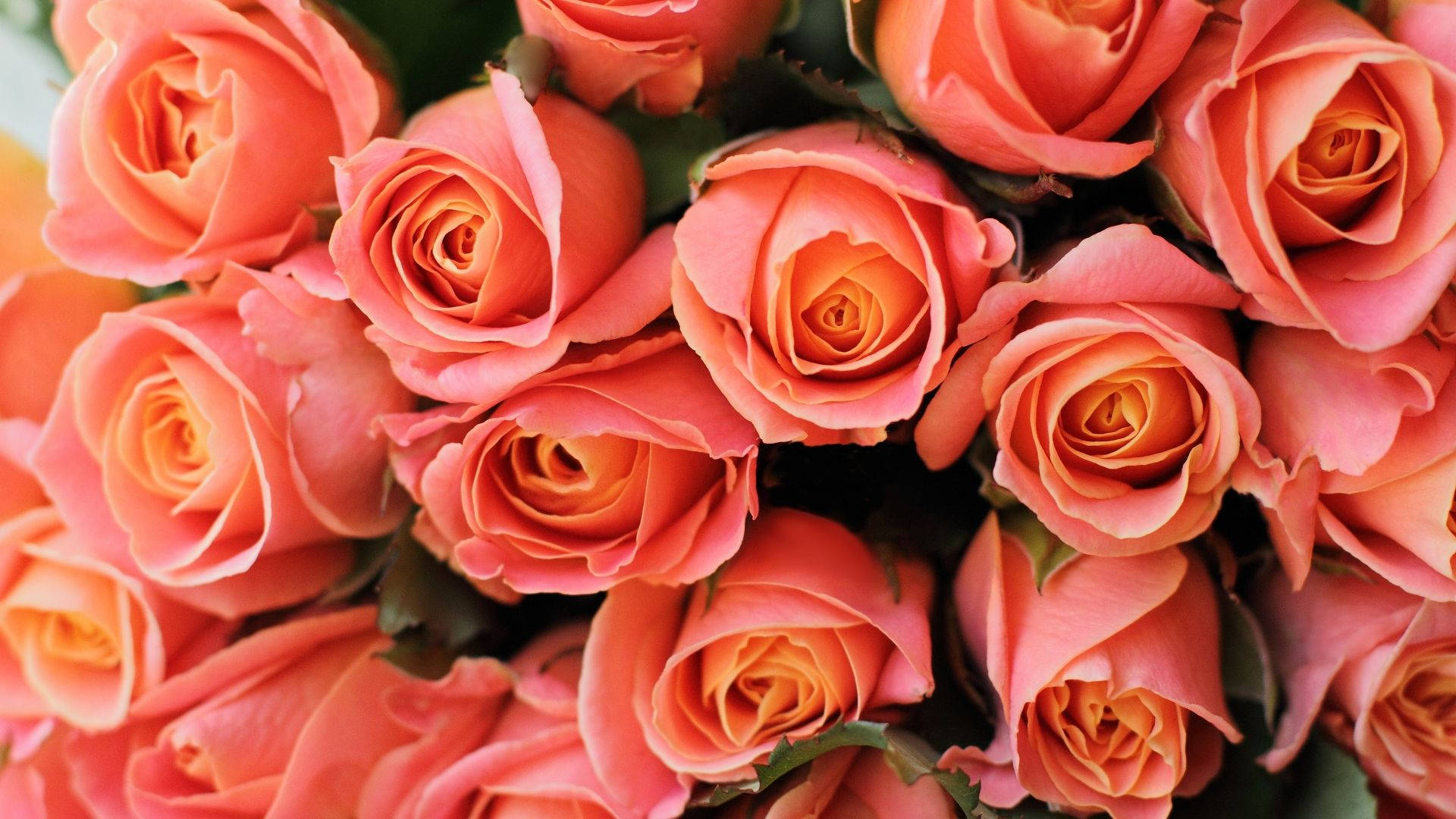 Roses Desktop 桌布 壁紙 — 一束茂盛的珊瑚粉紅玫瑰，帶有金色花心和深綠色葉子，在柔和自然光下。