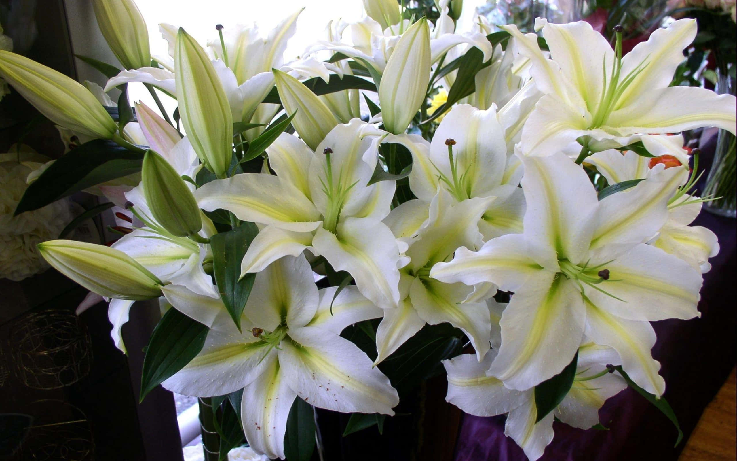 lily 桌布 壁紙 — 一束茂盛的白百合，帶有黃色花心和綠色莖幹，沐浴在柔和自然光中。