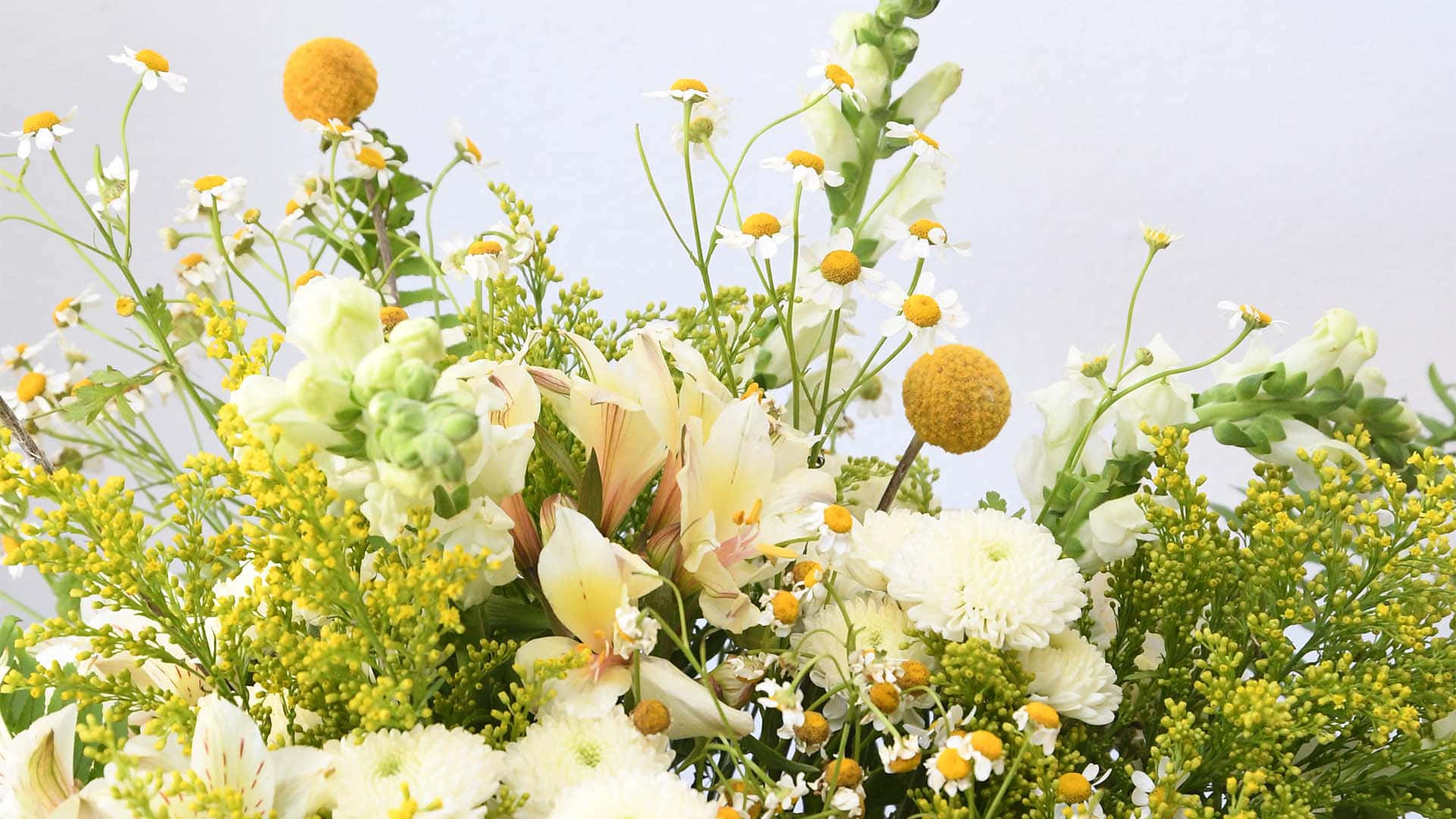 花 桌布 壁紙 — 一束茂盛的白雛菊、黃色花朵和綠色葉子，襯以柔和的灰色背景。