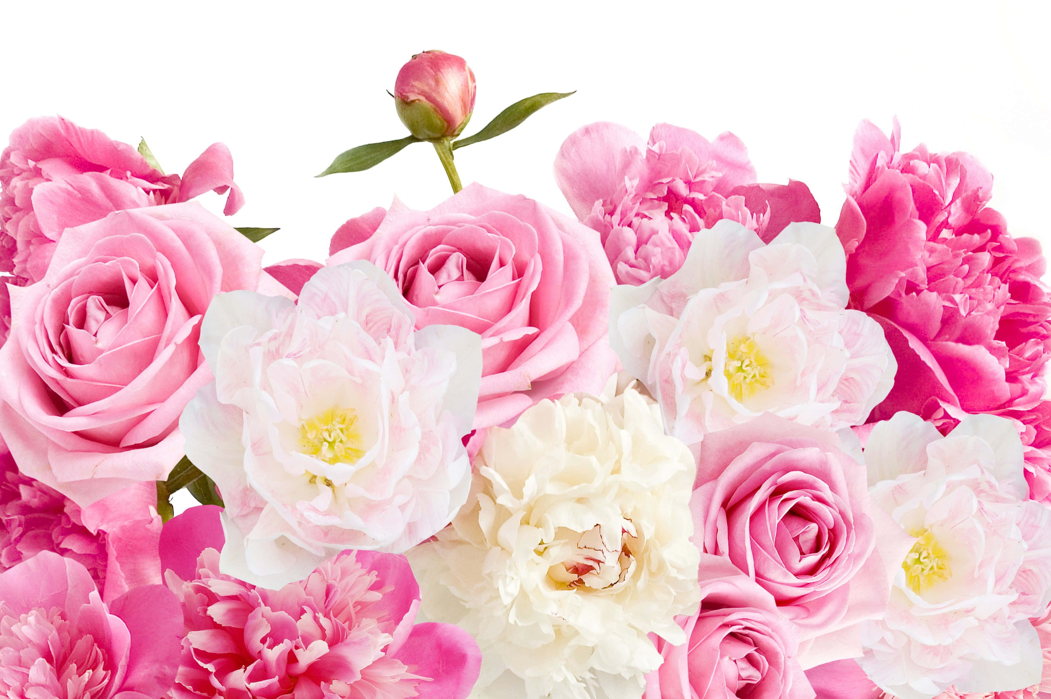 Peony 桌布 壁紙 — 一束茂盛的粉紅和白色玫瑰與牡丹，配以單一花蕾，襯以純白背景。