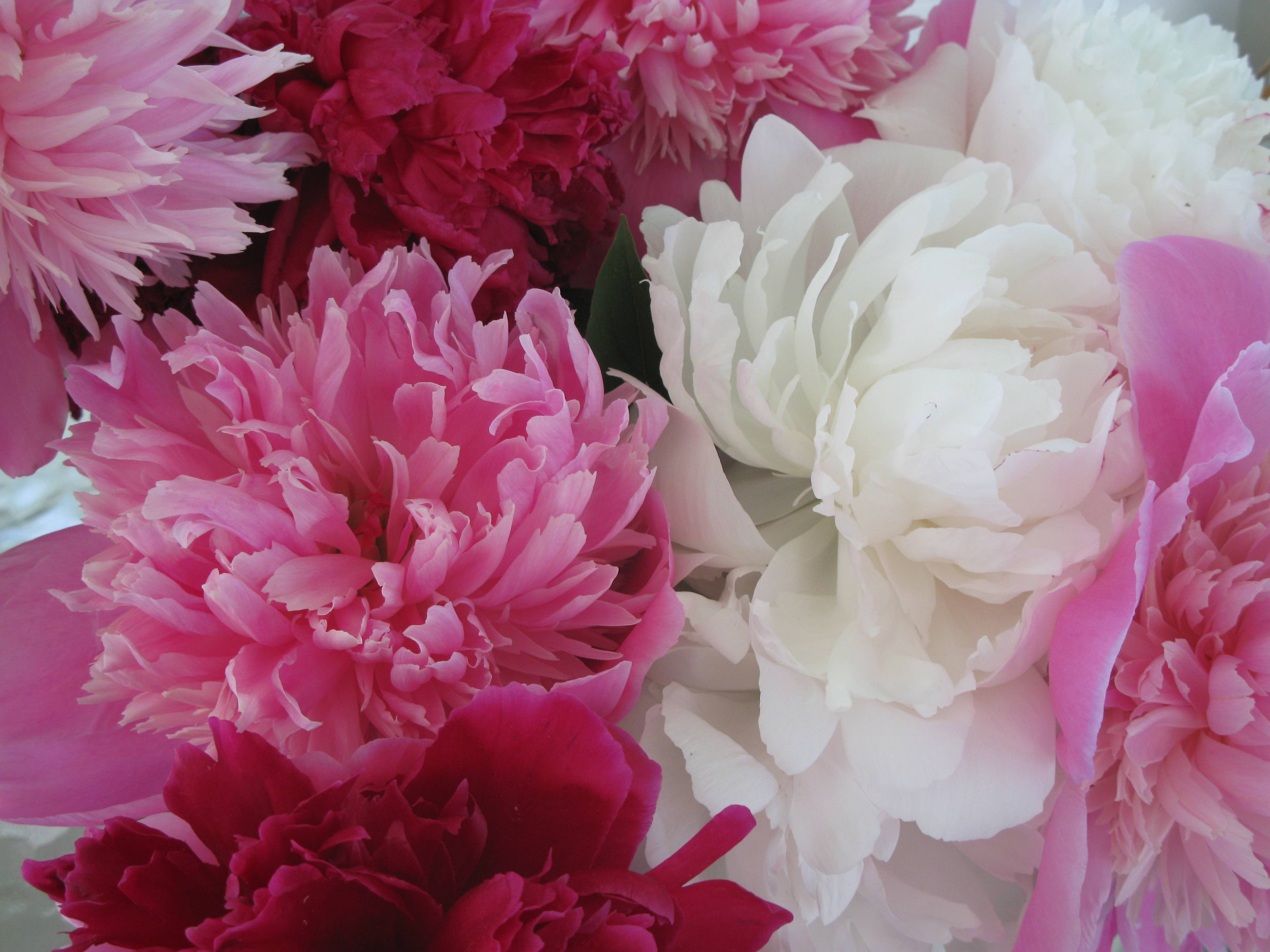 Peony 桌布 壁紙 — 一束茂盛的粉紅和純白牡丹花，花瓣細膩層疊，光線柔和自然。