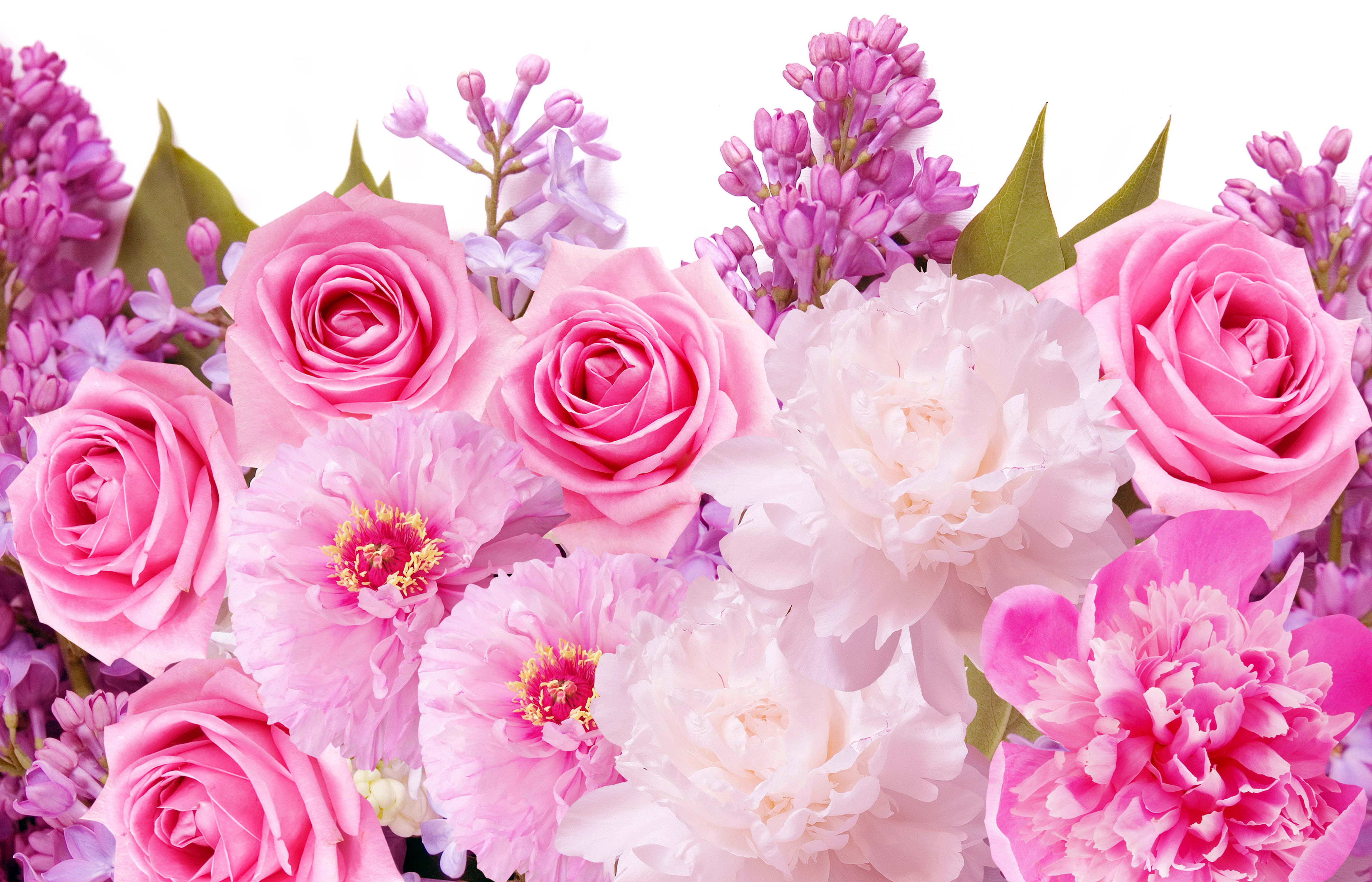 Pink Flowers 桌布 壁紙 — 一束茂盛的粉紅玫瑰、牡丹和紫色丁香花，排列在潔白的背景上。