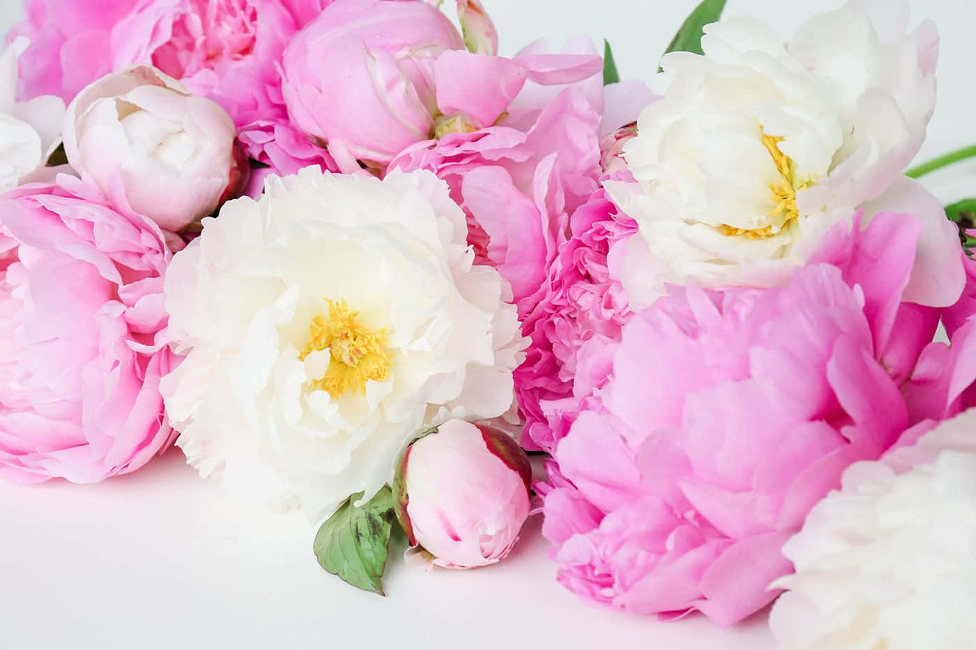 Peony 桌布 壁紙 — 一束茂盛的粉紅色和白色牡丹花，帶有黃色花心和綠色葉子，襯托在柔和的白色背景上。
