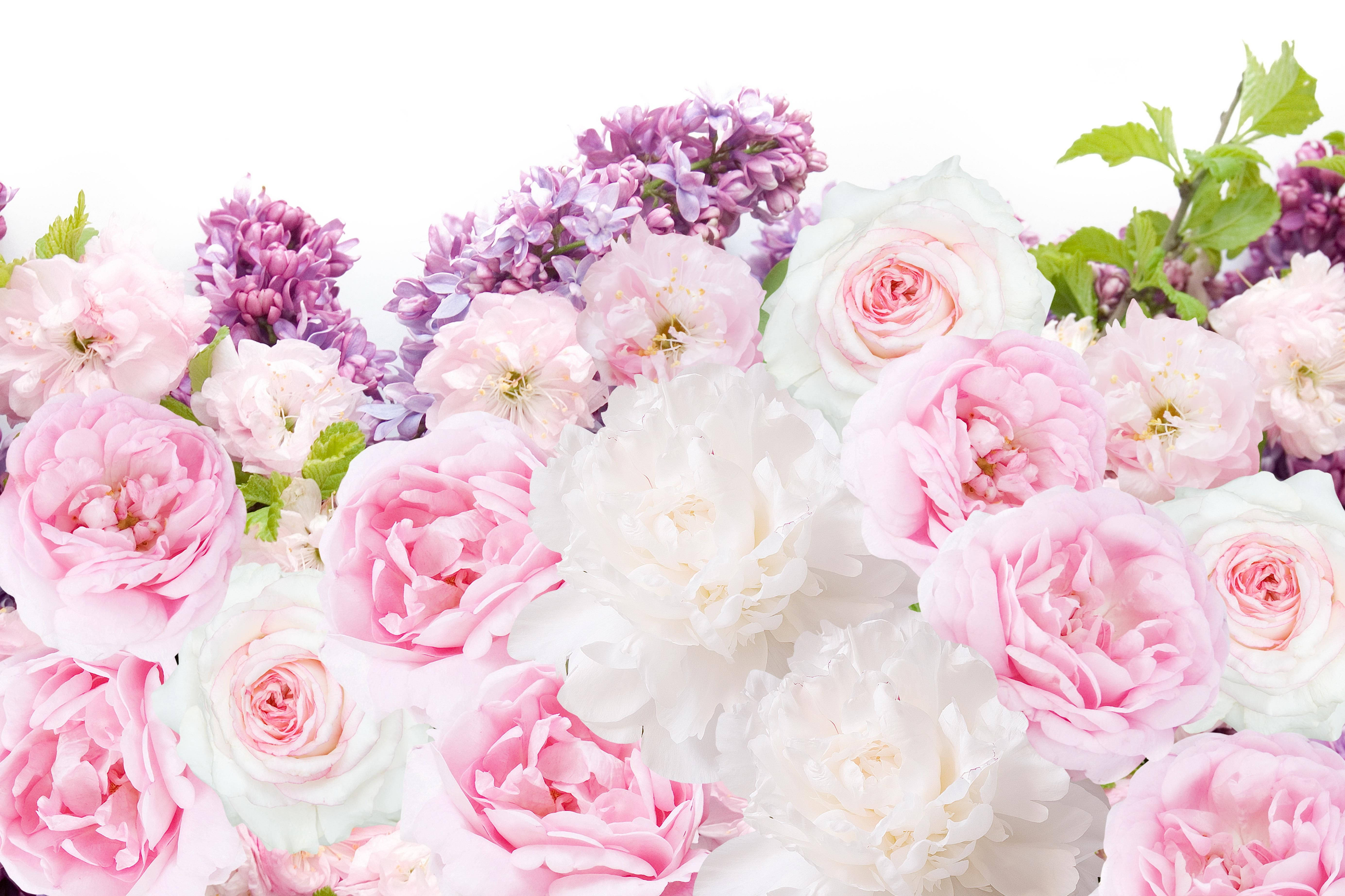 Peony 桌布 壁紙 — 一束茂盛的粉紅色牡丹、玫瑰和紫色丁香花，搭配綠葉，襯托在潔白的背景上。