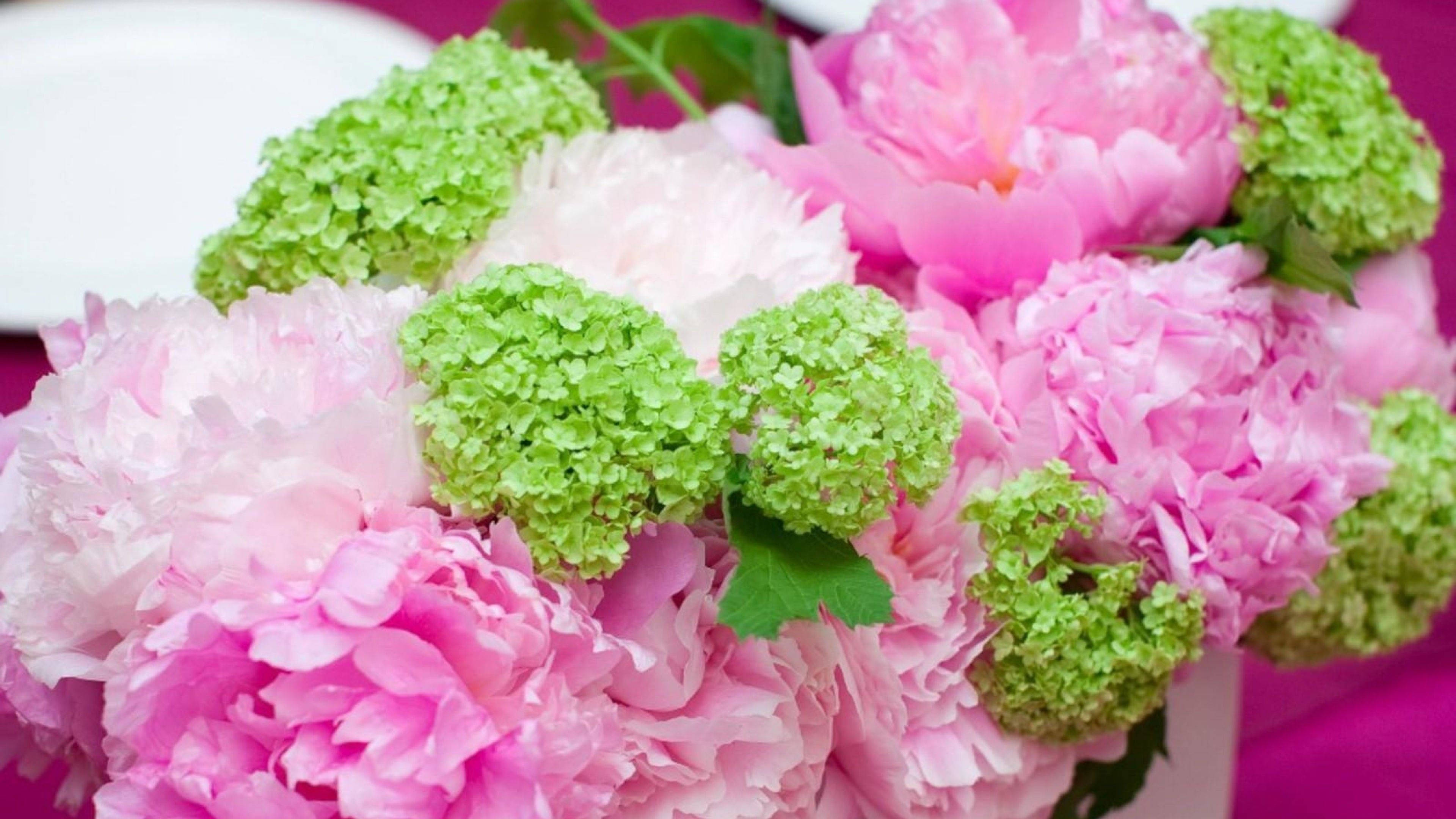 Flowers 桌布 壁紙 — 一束茂盛的粉紅色牡丹和綠色繡球花，插在白色花瓶裡，放在洋紅色桌布上。