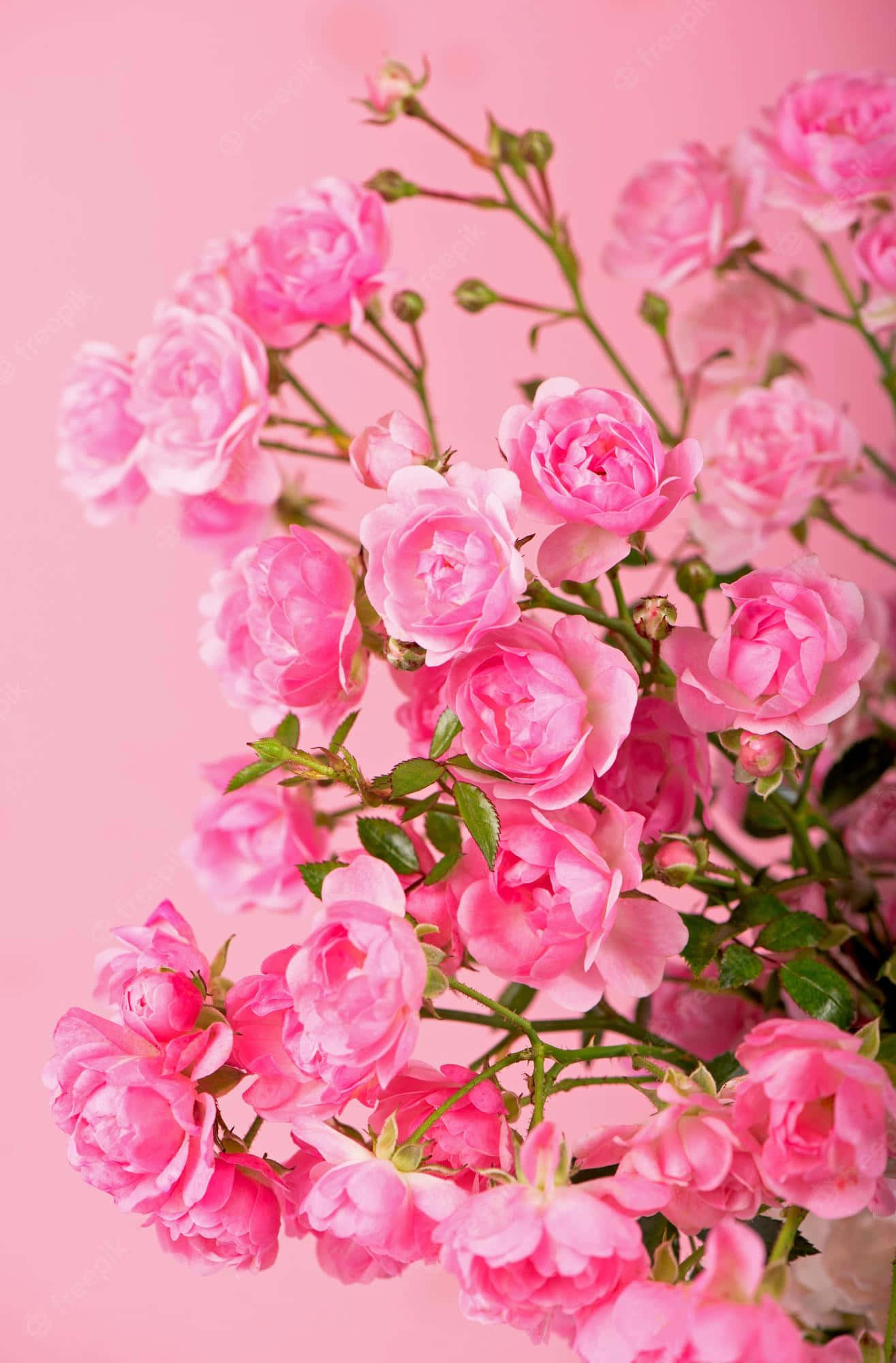 Rose Flower 桌布 壁紙 — 一束茂盛的粉紅色玫瑰，帶有綠色莖和花蕾，襯托在柔和的粉紅色背景上。