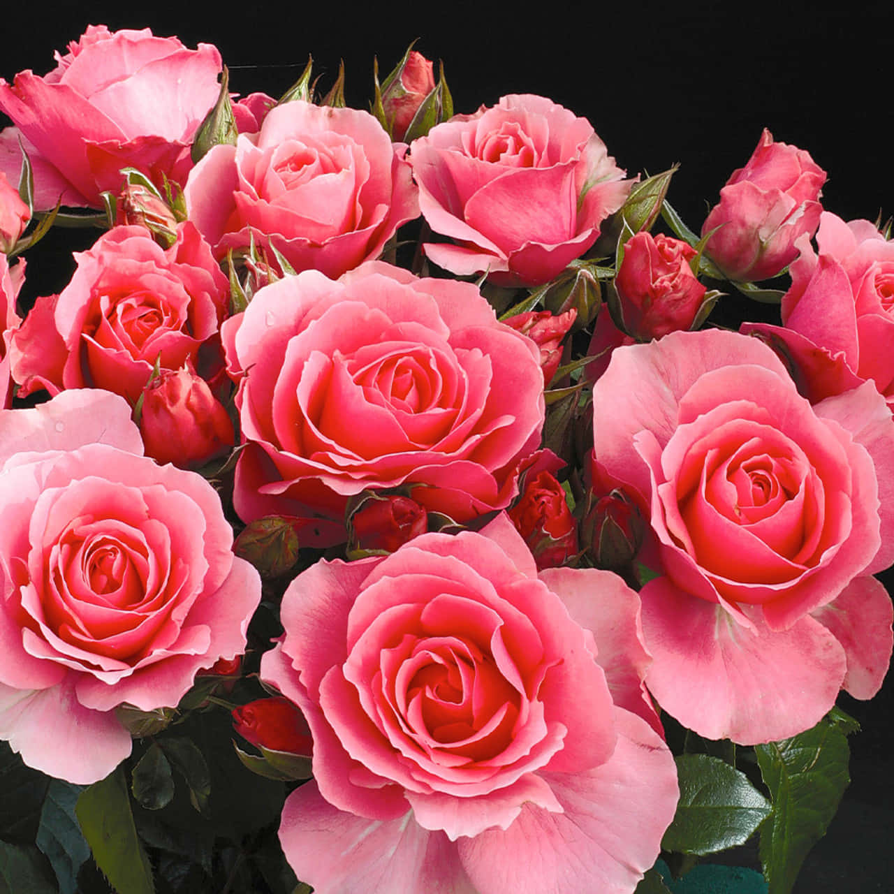 Rose Flower 桌布 壁紙 — 一束茂盛的粉紅色玫瑰，帶有露珠和綠葉，襯托在純黑色背景上。