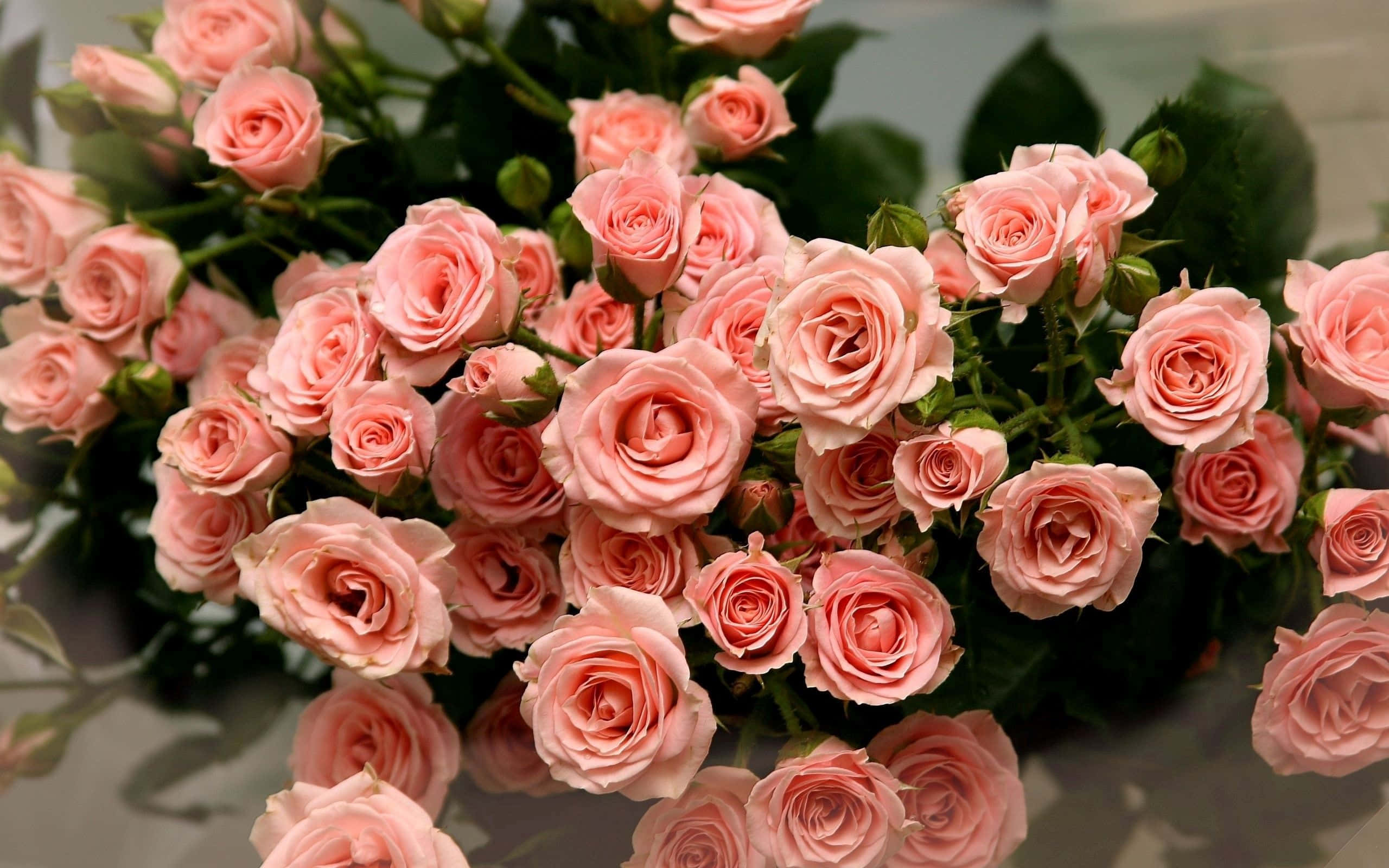 Flowers Laptop 桌布 壁紙 — 一束茂盛的粉紅色玫瑰，深綠色葉子，在反光表面上帶有柔和陰影。