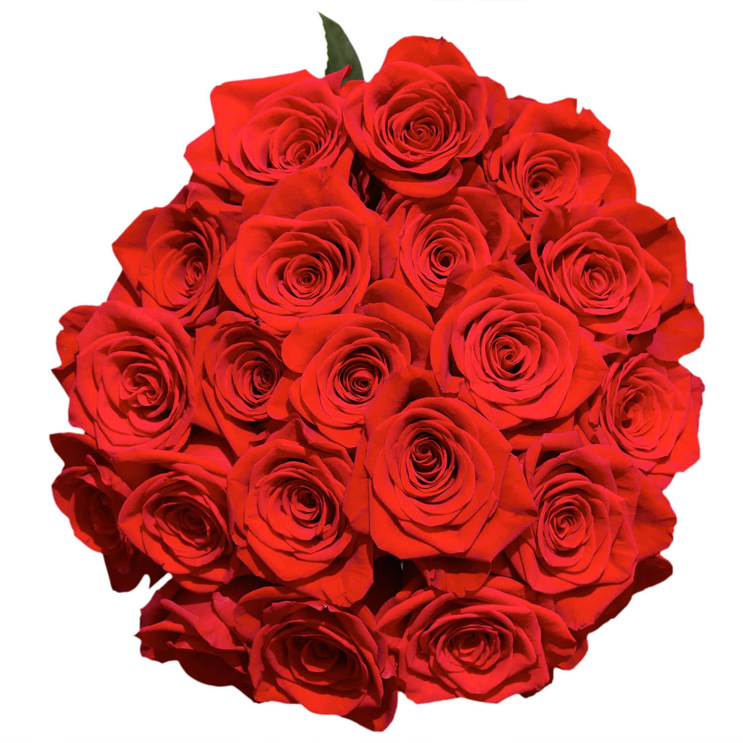 Rose Flower 桌布 壁紙 — 一束茂盛的鮮紅玫瑰，帶有深天鵝絨般的花瓣和一片綠葉，襯托在純白背景上。