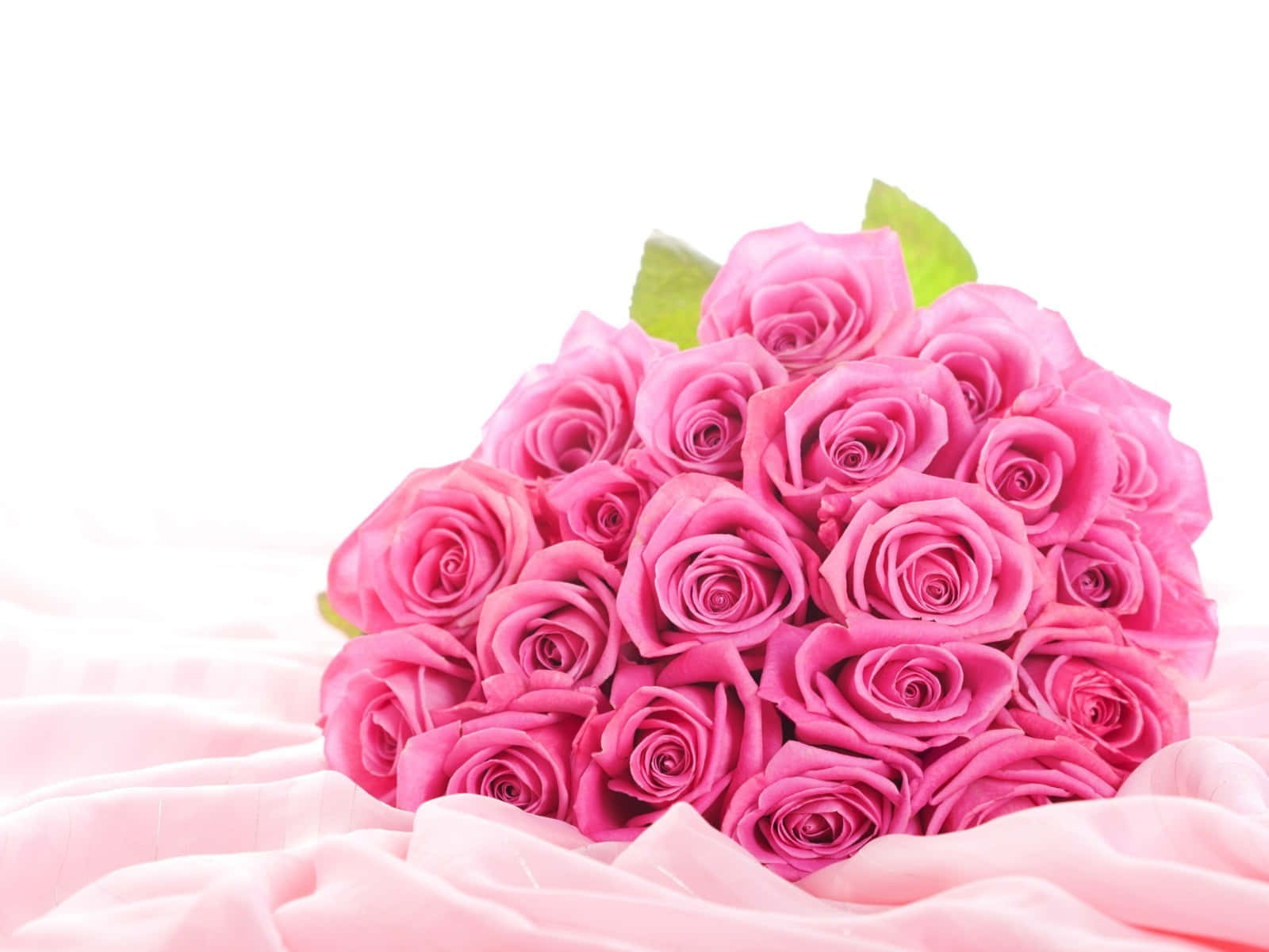 Pink Rose 桌布 壁紙 — 一束茂盛鮮豔的粉紅玫瑰優雅地放在柔軟的粉紅布料上，背景是純白色。