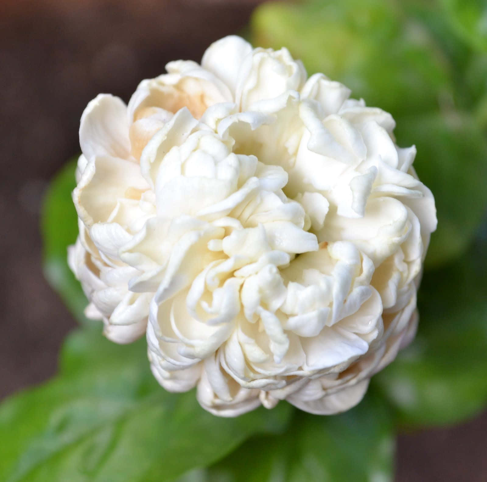 White Flower 桌布 壁紙 — 一束豐盈的奶油白色牡丹，帶有皺褶花瓣，襯托著柔軟的綠色葉子，特寫鏡頭。