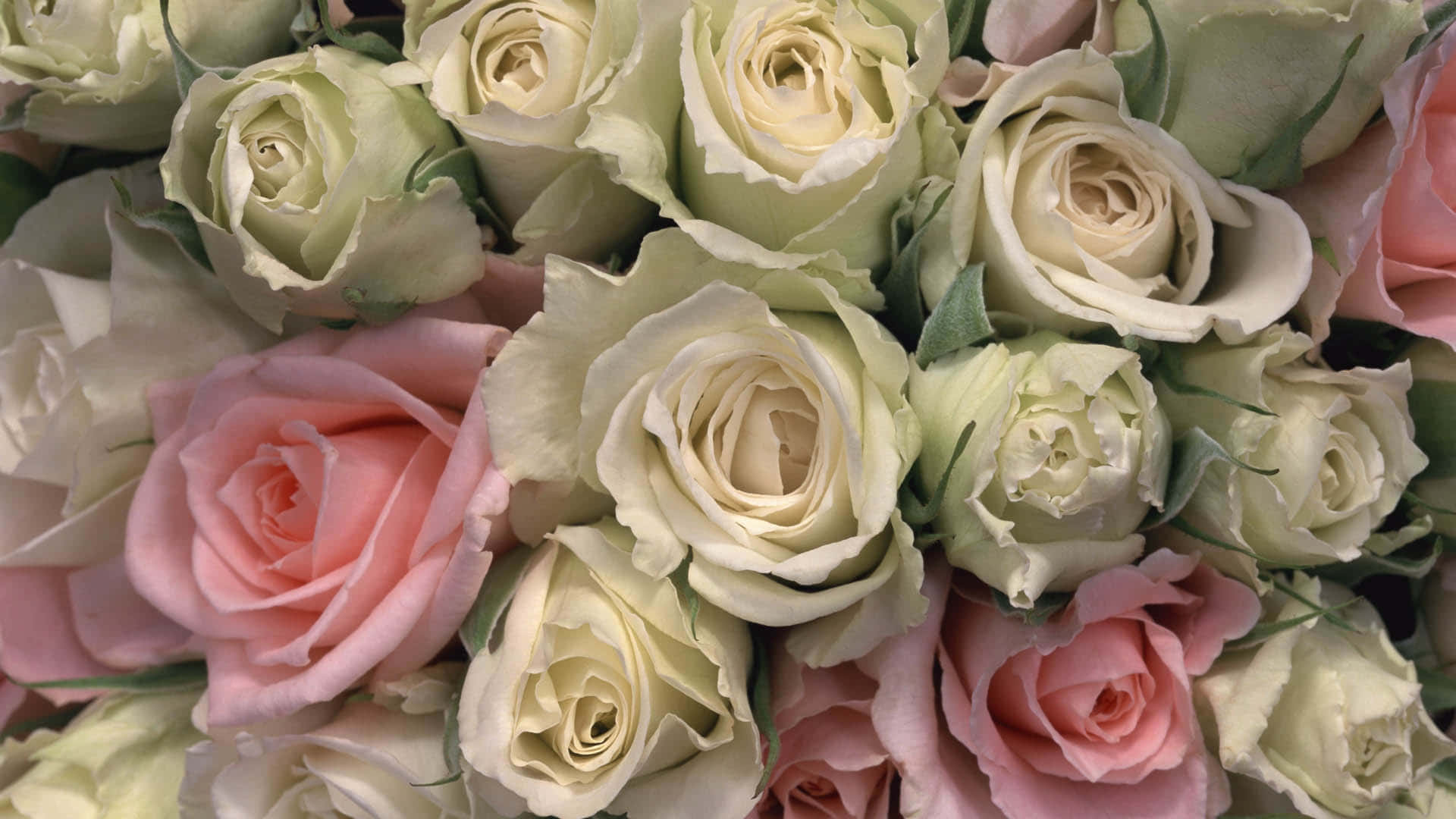 Bouquet 桌布 壁紙 — 一束豐盛的奶油白色和柔粉色玫瑰，搭配精緻的綠葉，近距離花卉佈置。