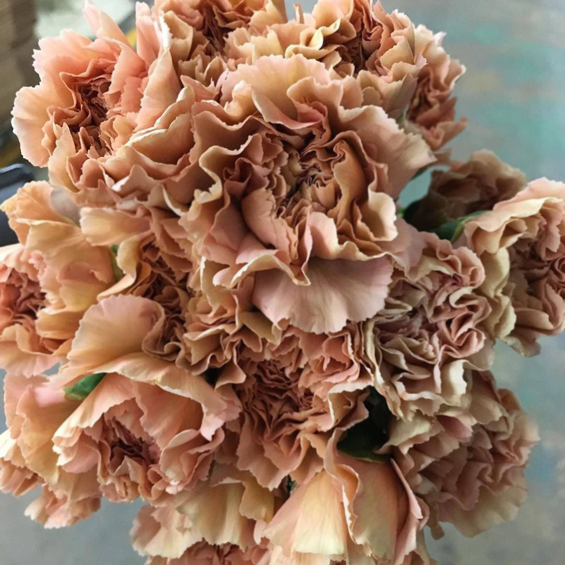 康乃馨 桌布 壁紙 — 一束豐盛的皺褶蜜桃色康乃馨，帶有柔和漸變和精緻層疊花瓣。