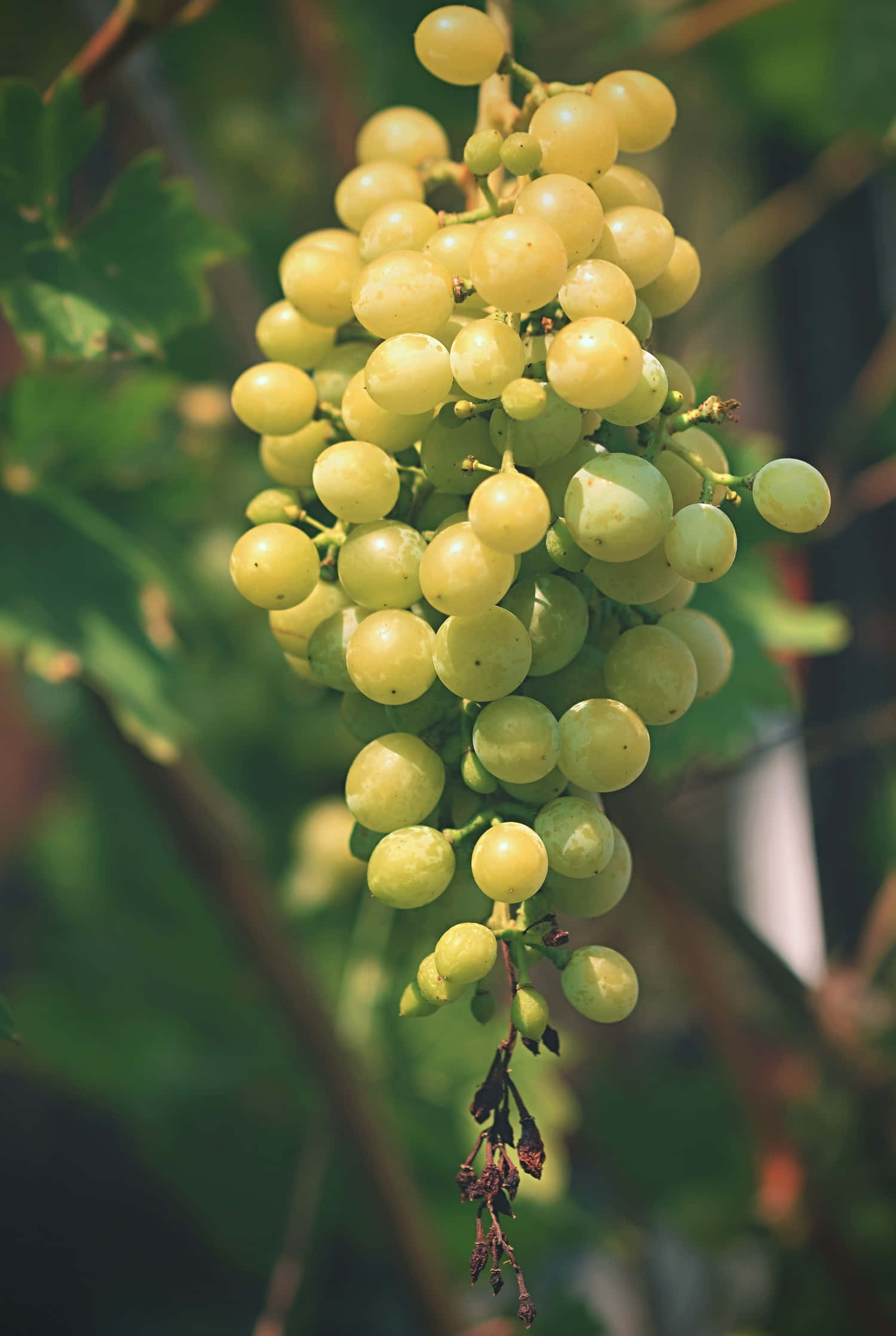 Grape 桌布 壁紙 — 一束陽光照耀下飽滿的綠色葡萄，沉重地掛在藤蔓上，背景是模糊的樹葉。