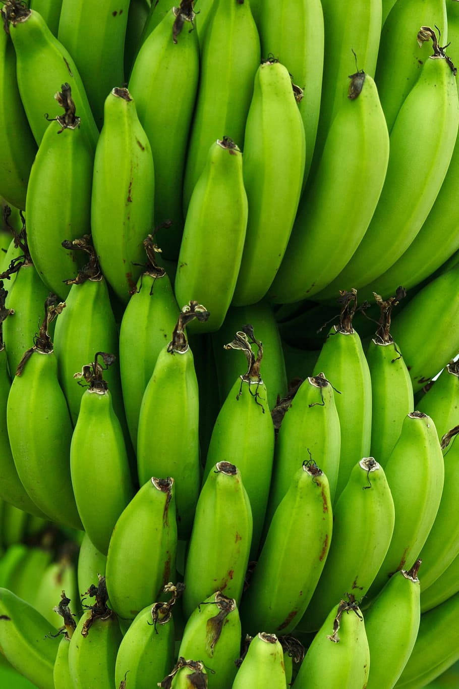 Plantain 桌布 壁紙 — 一束鮮綠色香蕉，帶有棕色莖部，緊密地擠在一起。