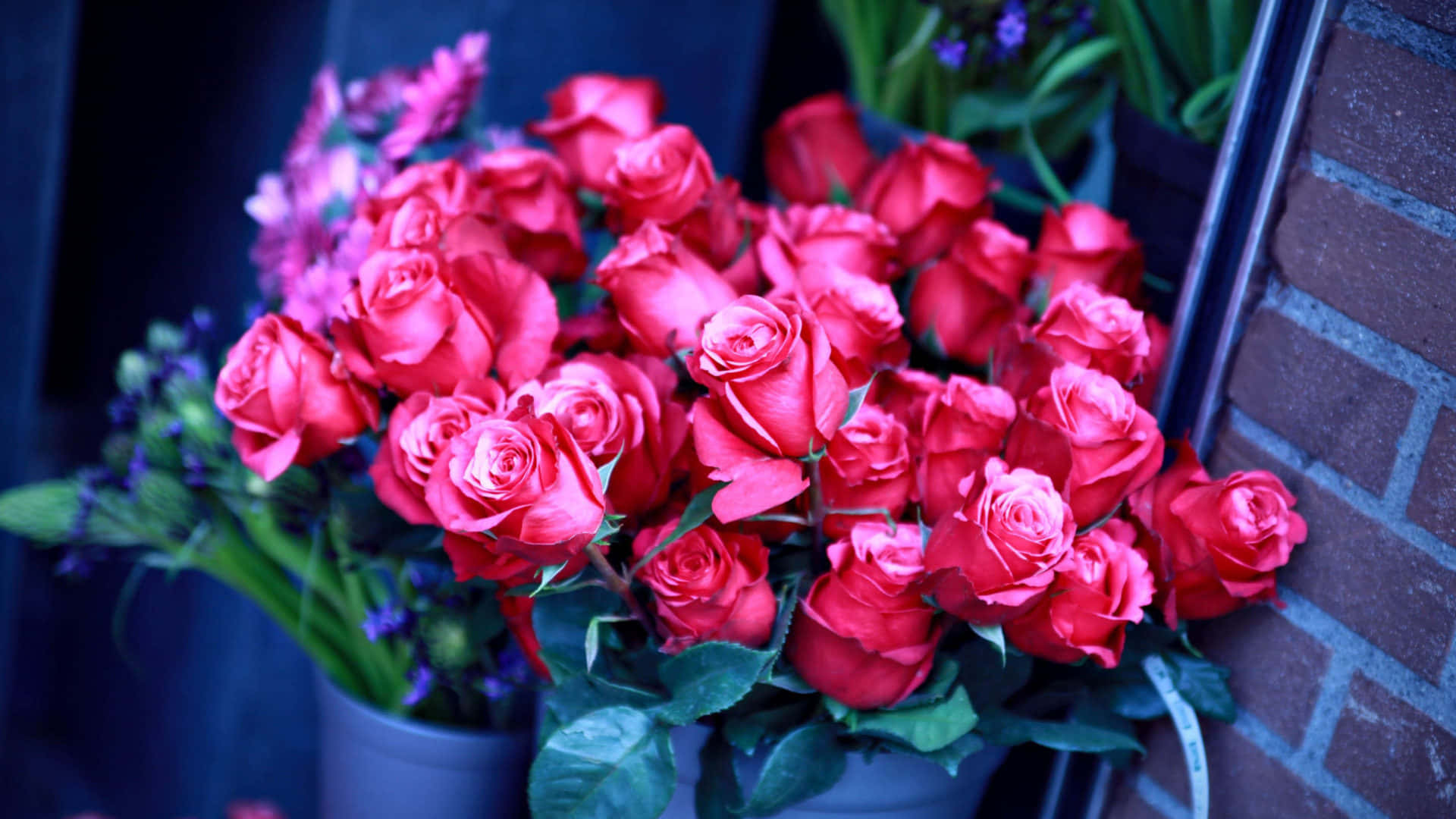 Bouquet 桌布 壁紙 — 一束鮮豔的深粉紅玫瑰配綠葉，放在灰色花盆中，旁邊是磚牆，在冷藍色燈光下。