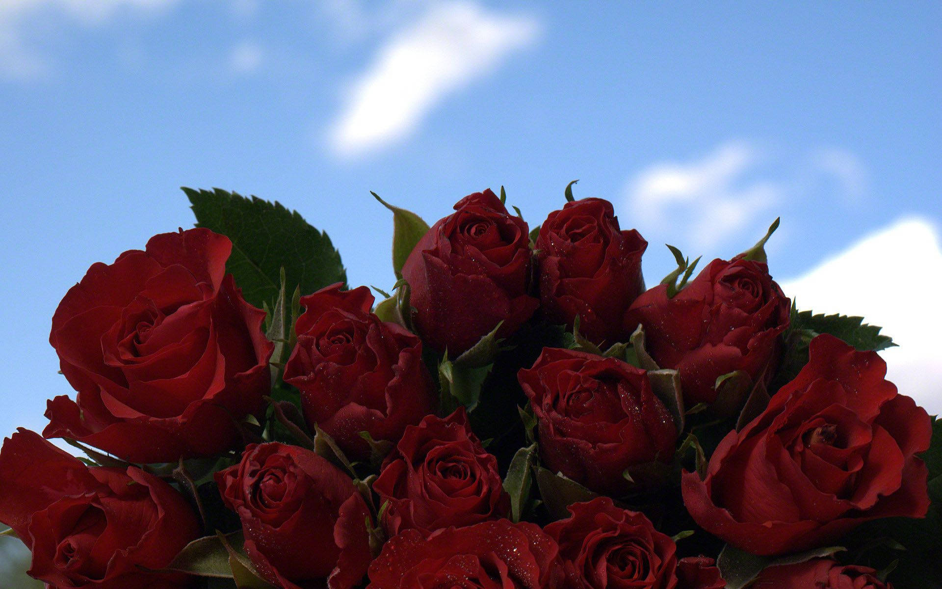 Red Roses 桌布 壁紙 — 一束鮮豔的深紅玫瑰，帶有露珠，在明亮的藍天和柔軟的白雲下閃閃發光。