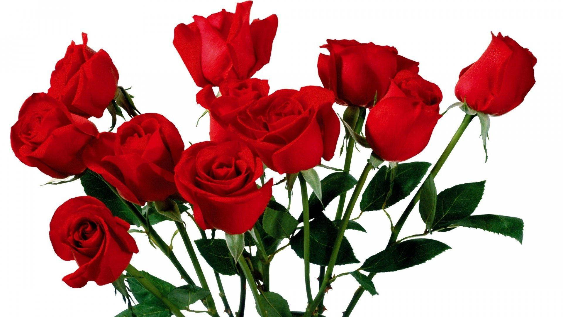 beautiful rose HD 桌布 壁紙 — 一束鮮豔的深紅玫瑰，搭配茂盛的綠葉，襯托在純白背景上。