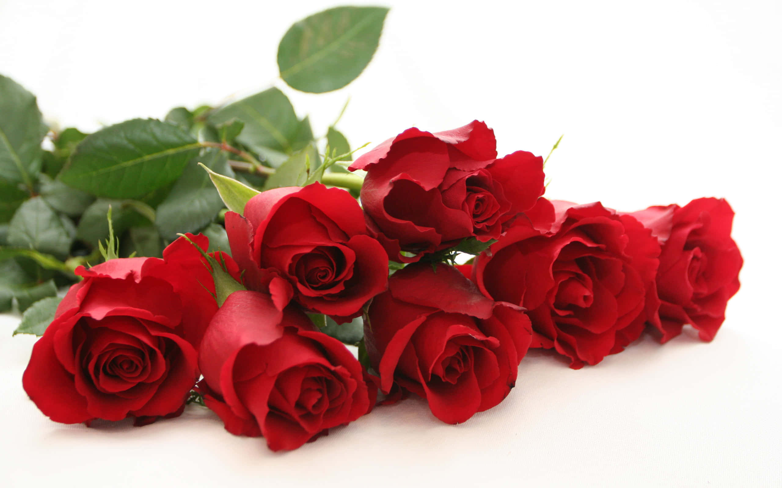 HD Rose 桌布 壁紙 — 一束鮮豔的深紅玫瑰，搭配茂盛的綠葉，優雅地放置在純白色的表面上。