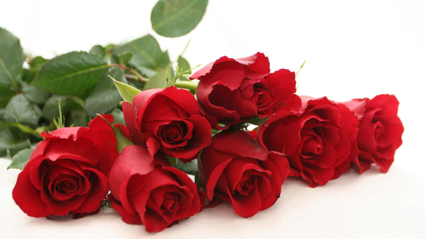 1366x768 Roses 桌布 壁紙 — 一束鮮豔的深紅玫瑰，搭配茂盛的綠葉，優雅地擺放在純白色的表面上。
