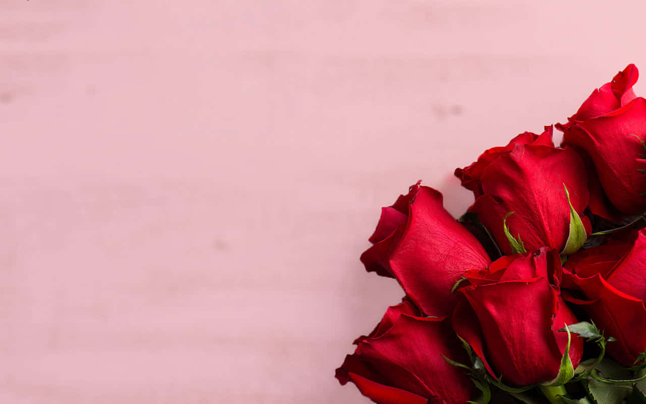 Valentines 桌布 壁紙 — 一束鮮豔的深紅玫瑰放在柔軟的粉紅色木質表面上，散發著浪漫與優雅。