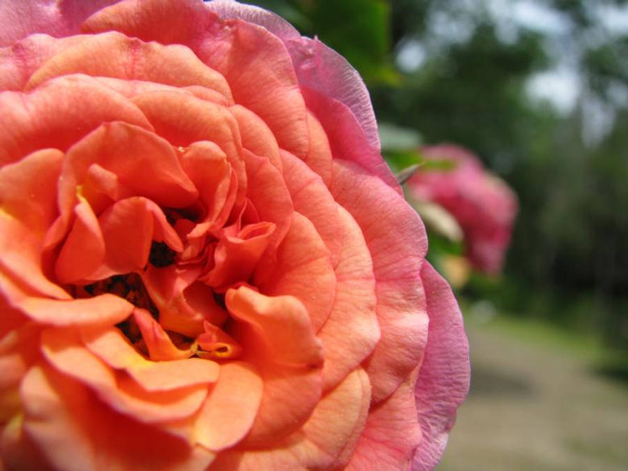 love rose HD 桌布 壁紙 — 一束鮮豔的珊瑚粉紅玫瑰特寫，帶有精緻層層疊疊的花瓣和模糊背景中柔軟的綠色葉子。