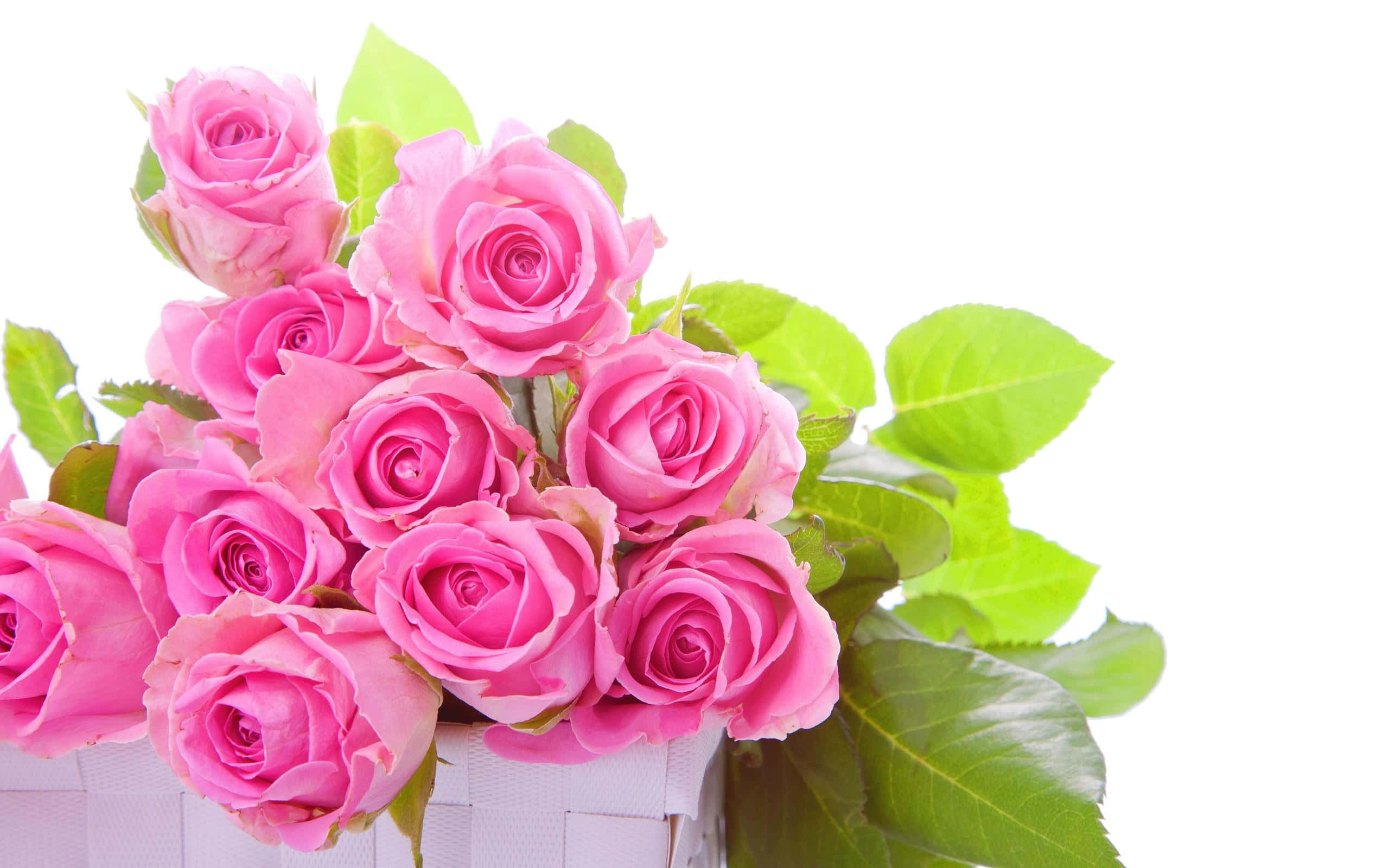 Rose Art 桌布 壁紙 — 一束鮮豔的粉紅玫瑰，搭配茂盛的綠葉，放在一個白色編織籃子裡，背景是純淨的白色。