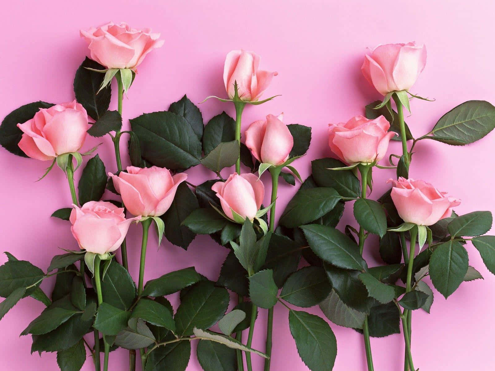 Pink Rose 桌布 壁紙 — 一束鮮豔的粉紅玫瑰，搭配茂盛的綠葉，排列在純色粉紅背景上。