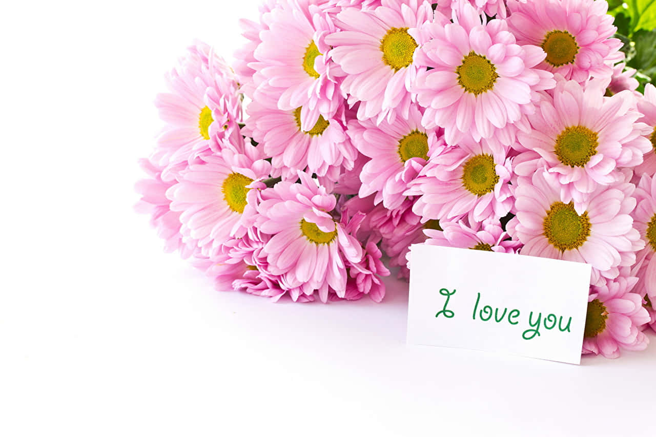 Chrysanthemum 桌布 壁紙 — 一束鮮豔的粉紅色雛菊，黃色花心，放在潔白的背景上，旁邊有一張手寫的便條，上面寫著「我愛你」。