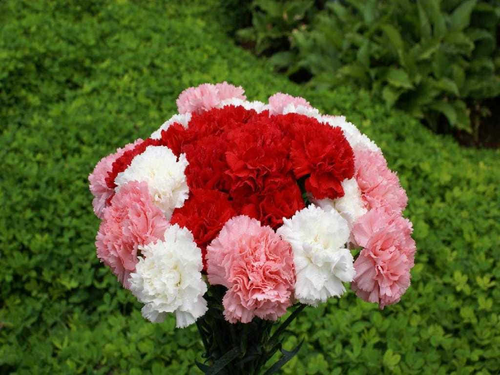 康乃馨 桌布 壁紙 — 一束鮮豔的紅、粉紅和白色康乃馨在茂密的綠色樹籬背景下盛開。