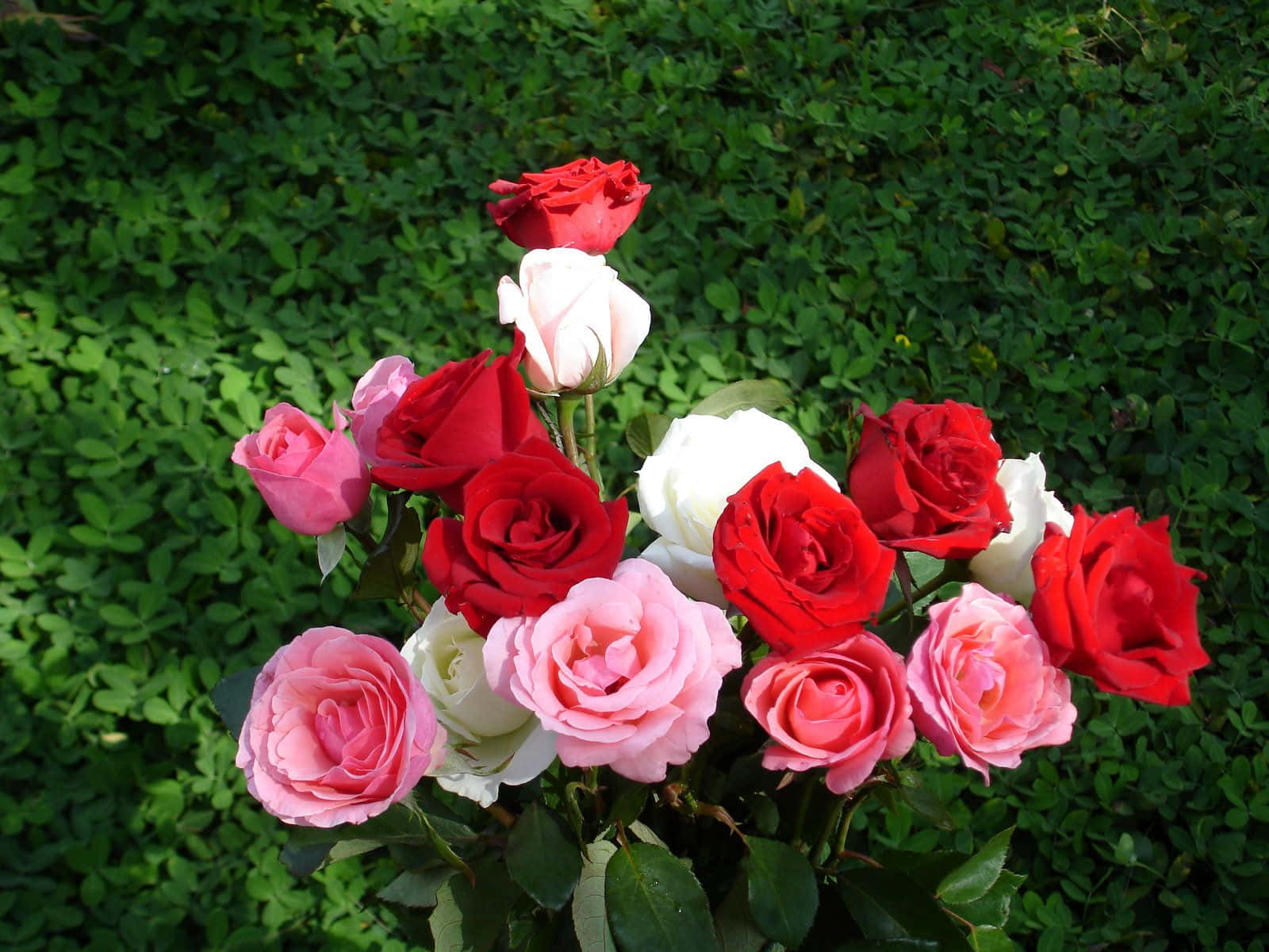Rose Flower 桌布 壁紙 — 一束鮮豔的紅、粉紅和白色玫瑰在茂盛的綠葉背景下盛開。