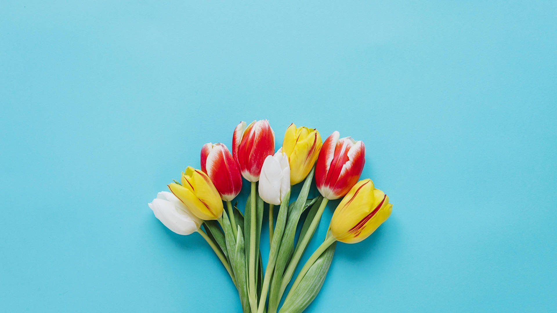 Minimalist Flower Computer 桌布 壁紙 — 一束鮮豔的紅、黃、白色鬱金香，排列在純藍色背景上。