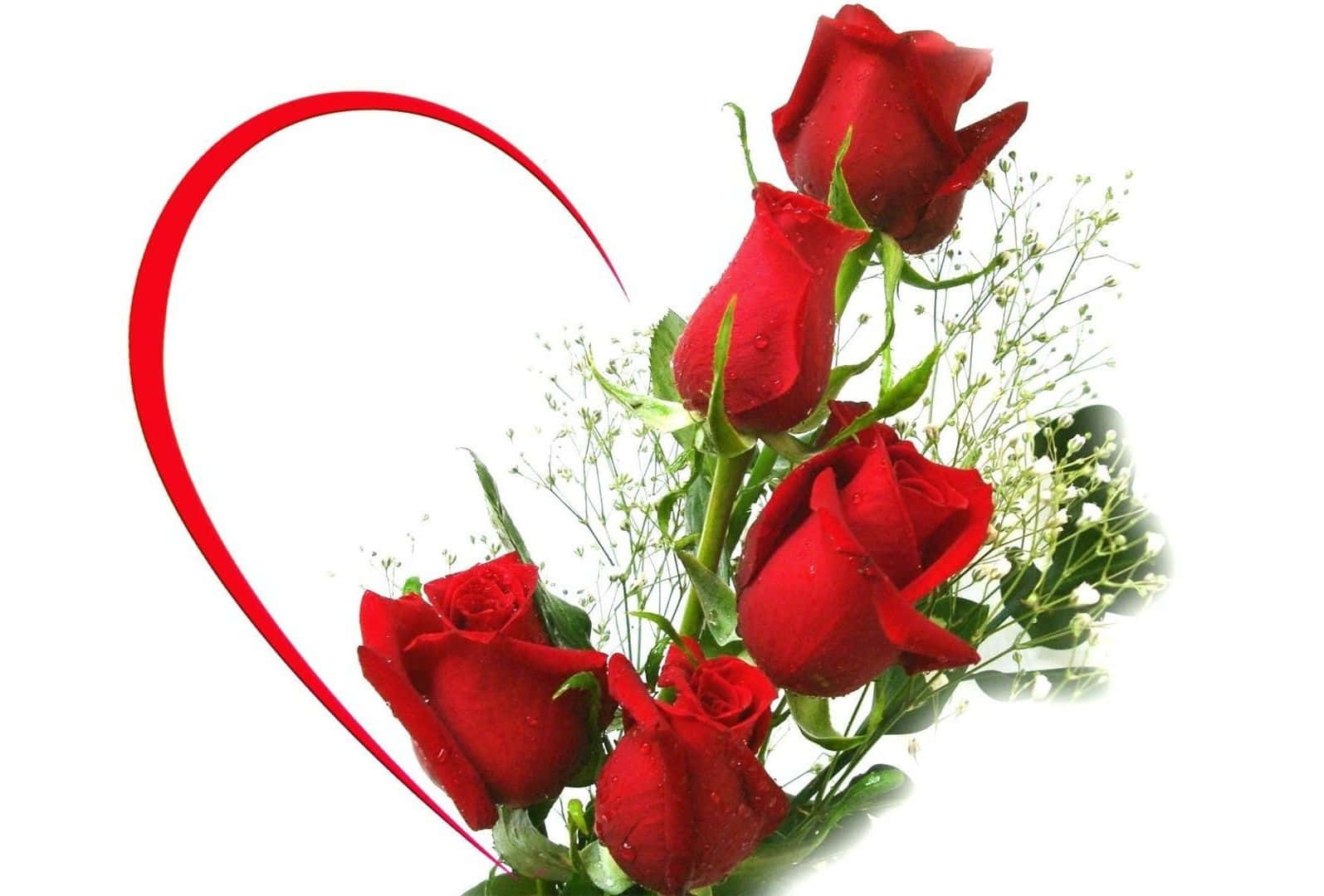 Valentines 桌布 壁紙 — 一束鮮豔的紅玫瑰，帶有露珠和滿天星，排列在流動的紅色心形旁邊，背景是潔淨的白色。