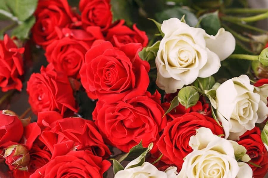 Red And White Roses 桌布 壁紙 — 一束鮮豔的紅玫瑰和奶油白玫瑰，搭配綠葉，在柔和自然光下顯得豐盛。