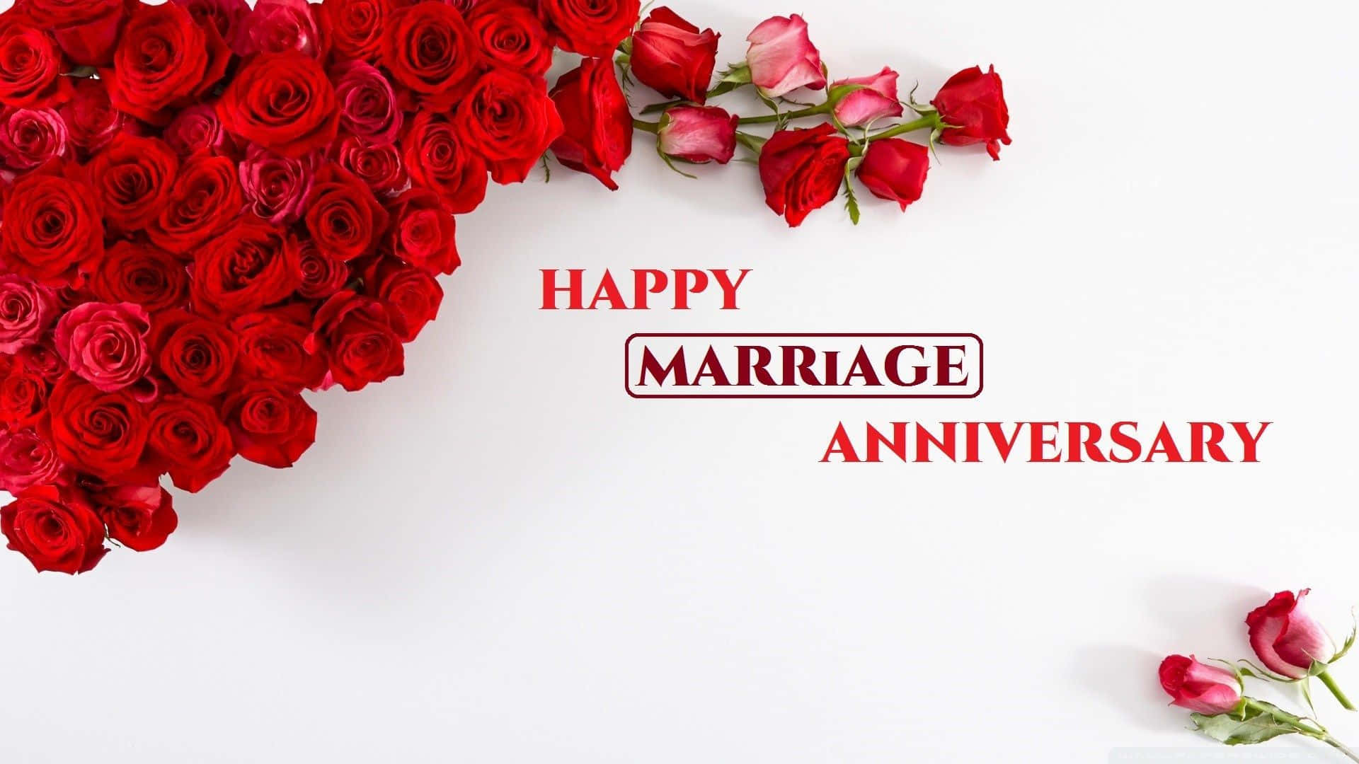 Anniversary 桌布 壁紙 — 一束鮮豔的紅玫瑰在純白背景上優雅地彎曲，旁邊是慶祝結婚週年的粗體紅色文字。