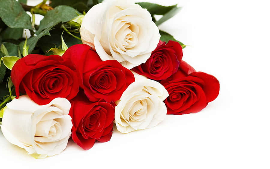 Rose Aesthetic 桌布 壁紙 — 一束鮮豔的紅白玫瑰，搭配茂盛的綠葉，在潔白的背景上對角排列。