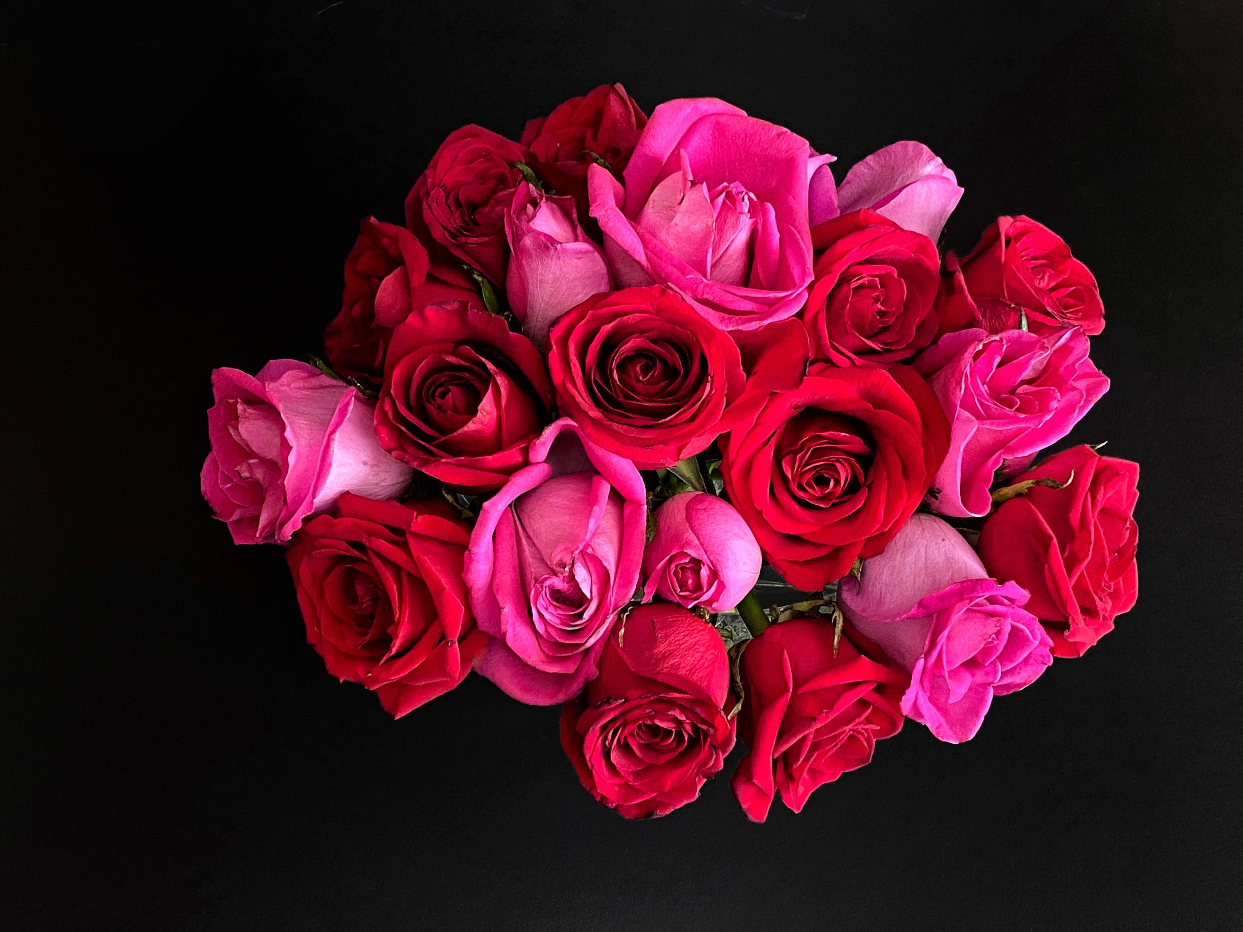 Rose iPhone 桌布 壁紙 — 一束鮮豔的紅粉玫瑰，在純黑背景襯托下擺放。