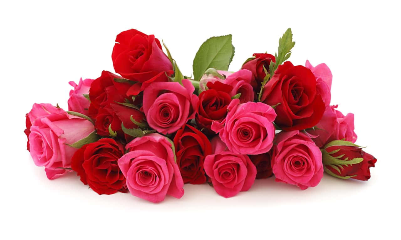 1280x768 Rose 桌布 壁紙 — 一束鮮豔的紅粉玫瑰，搭配綠葉，整齊地擺放在潔白的背景上。