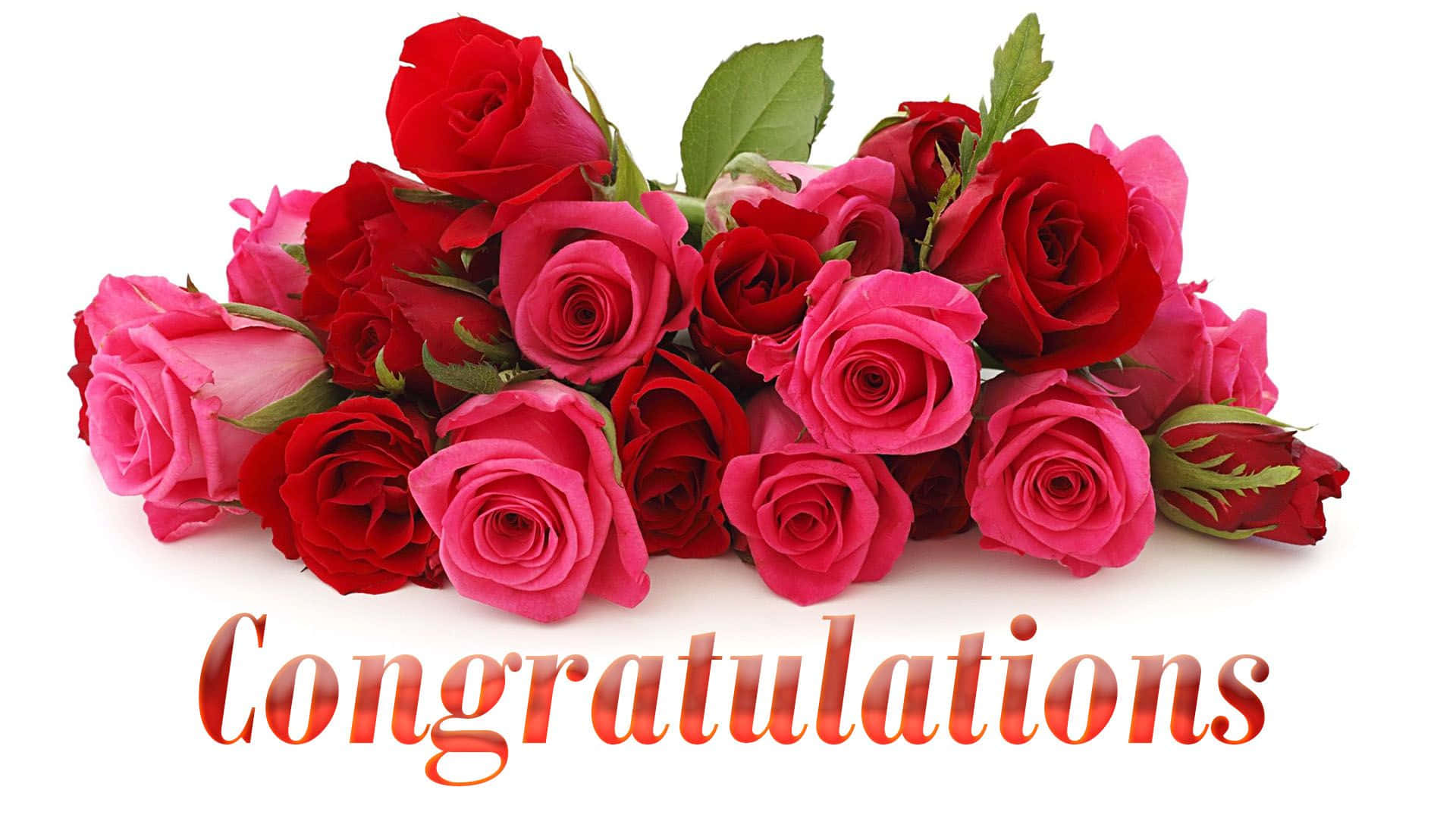 Congratulations 桌布 壁紙 — 一束鮮豔的紅粉玫瑰，配以綠葉，在白色背景上以優雅字體寫上「Congratulations」字樣。