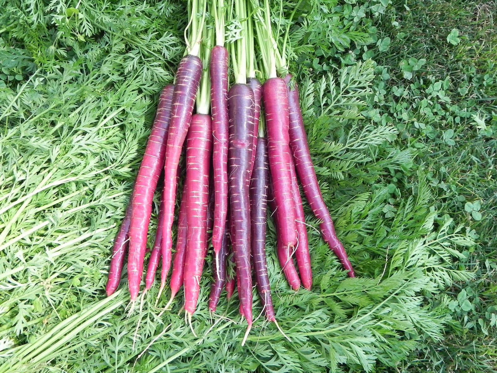 Purple Carrots 桌布 壁紙 — 一束鮮豔的紫色胡蘿蔔，頂部帶有綠色葉子，放在新鮮的綠色葉子床上。