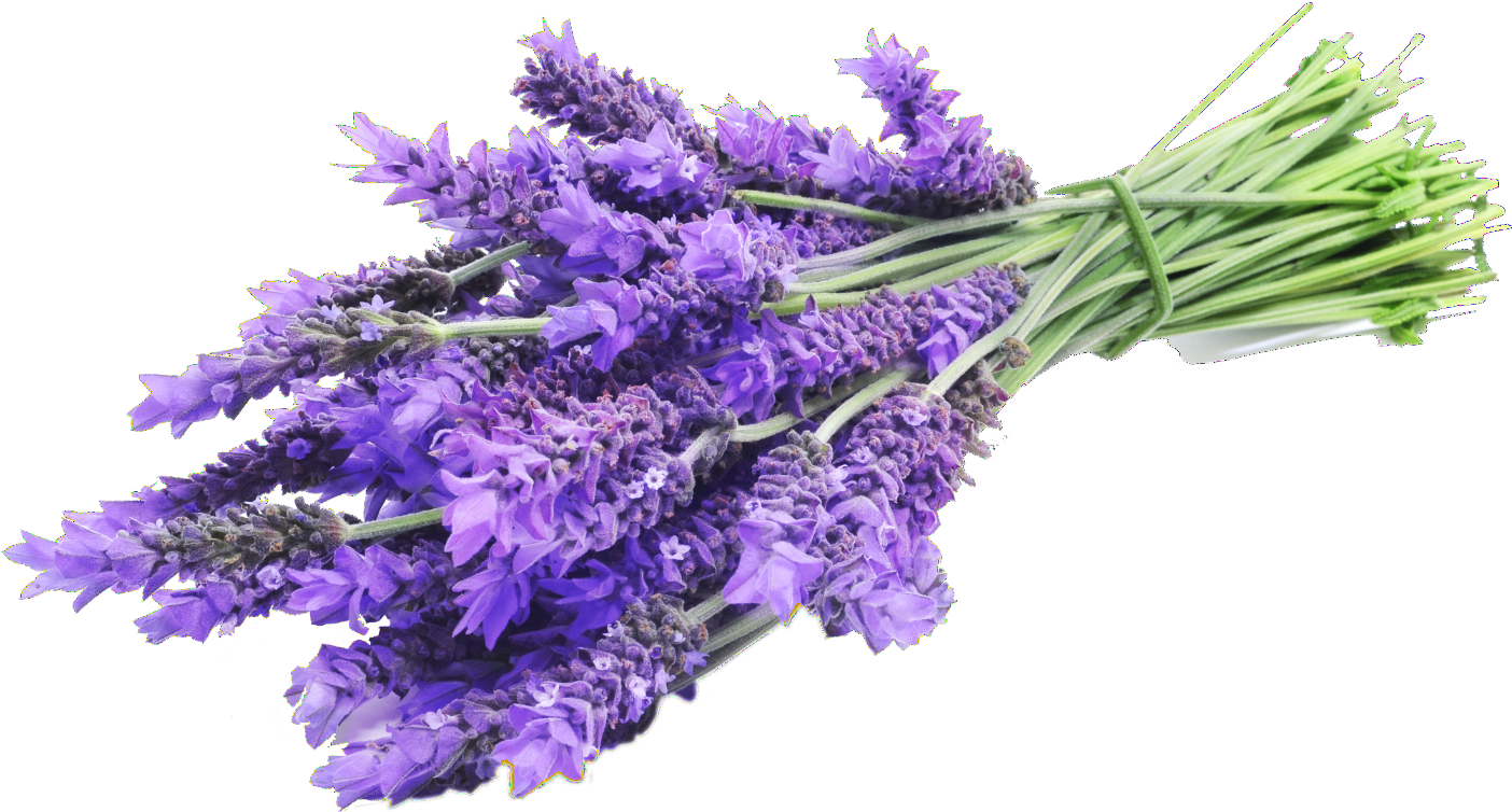 Lavender 桌布 壁紙 — 一束鮮豔的紫色薰衣草花，用綠色莖桿綁在一起，襯托在純黑色背景上。