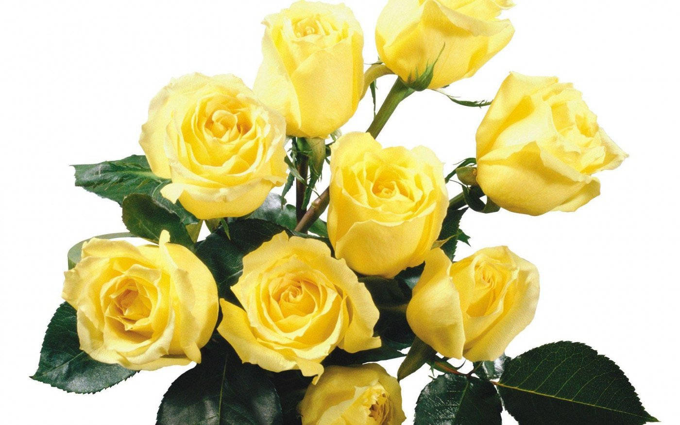 Roses 桌布 壁紙 — 一束鮮豔的黃玫瑰，搭配茂盛的綠葉，襯托在潔白的背景上。