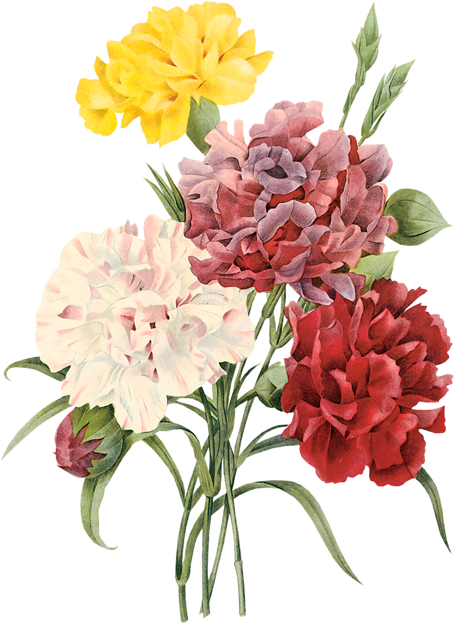 康乃馨 桌布 壁紙 — 一束鮮豔的黃色、粉紅色、紅色和白色牡丹花，搭配綠色莖葉，襯托在純黑背景上。