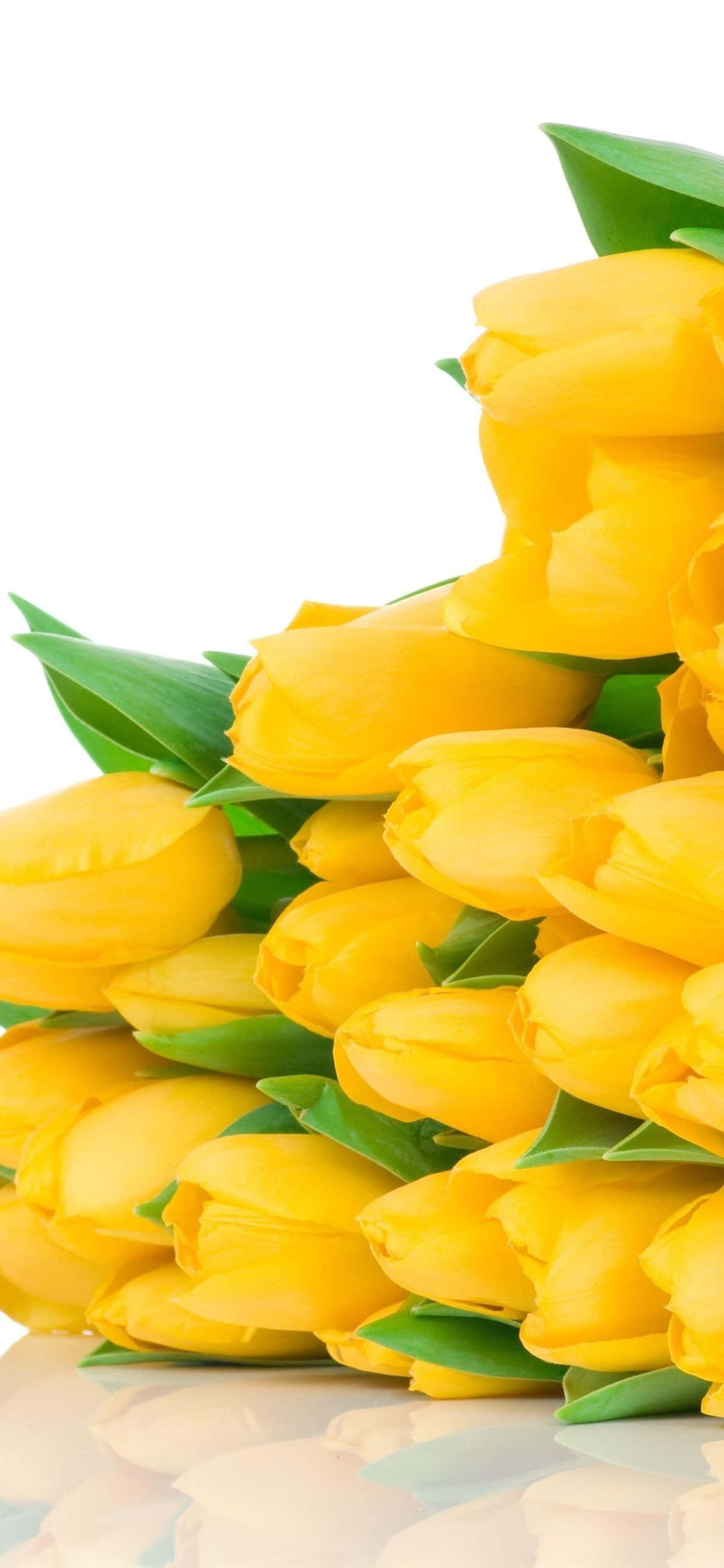 Yellow Tulips 桌布 壁紙 — 一束鮮豔的黃色鬱金香搭配綠色葉子，放置在純白色背景前的反光表面上。