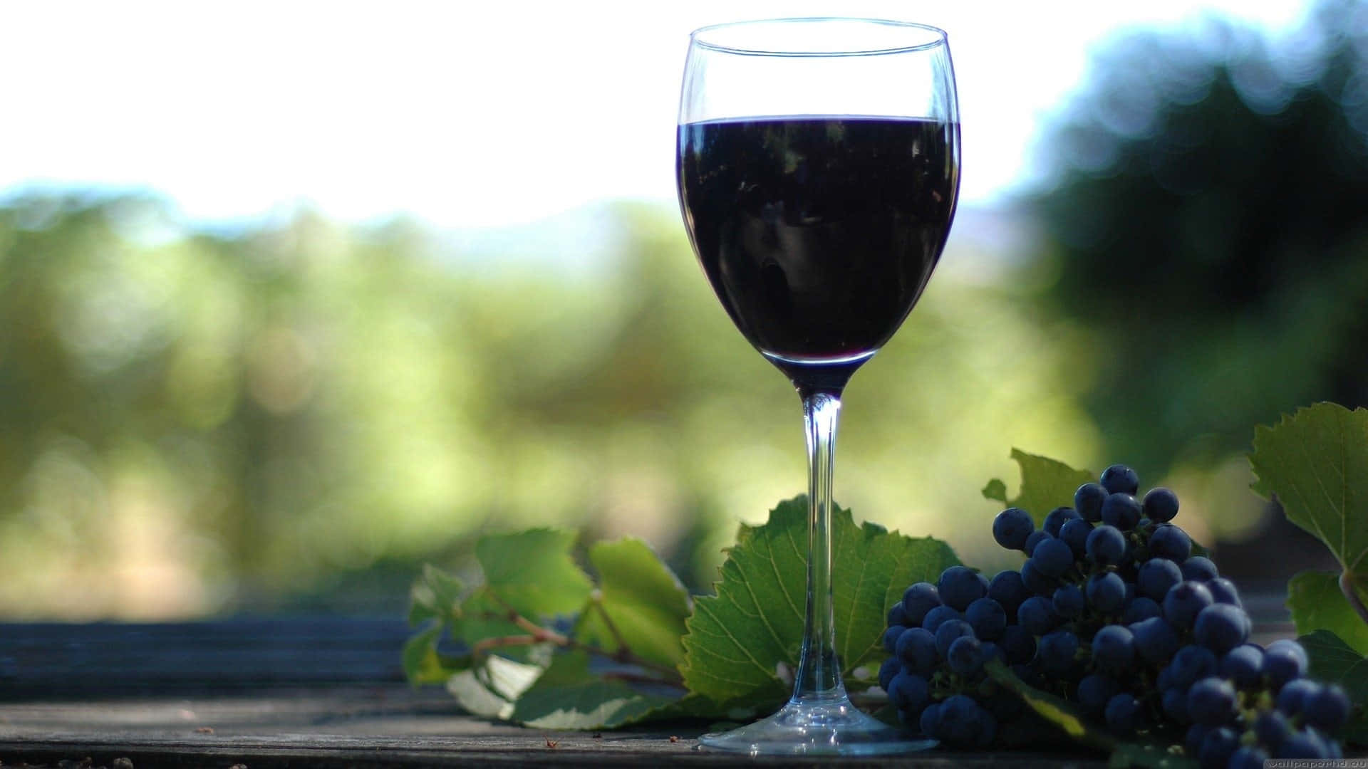 Black Wine 桌布 壁紙 — 一杯深紅酒旁邊放著一串深色葡萄，放在木桌上，背景是模糊的葡萄園。