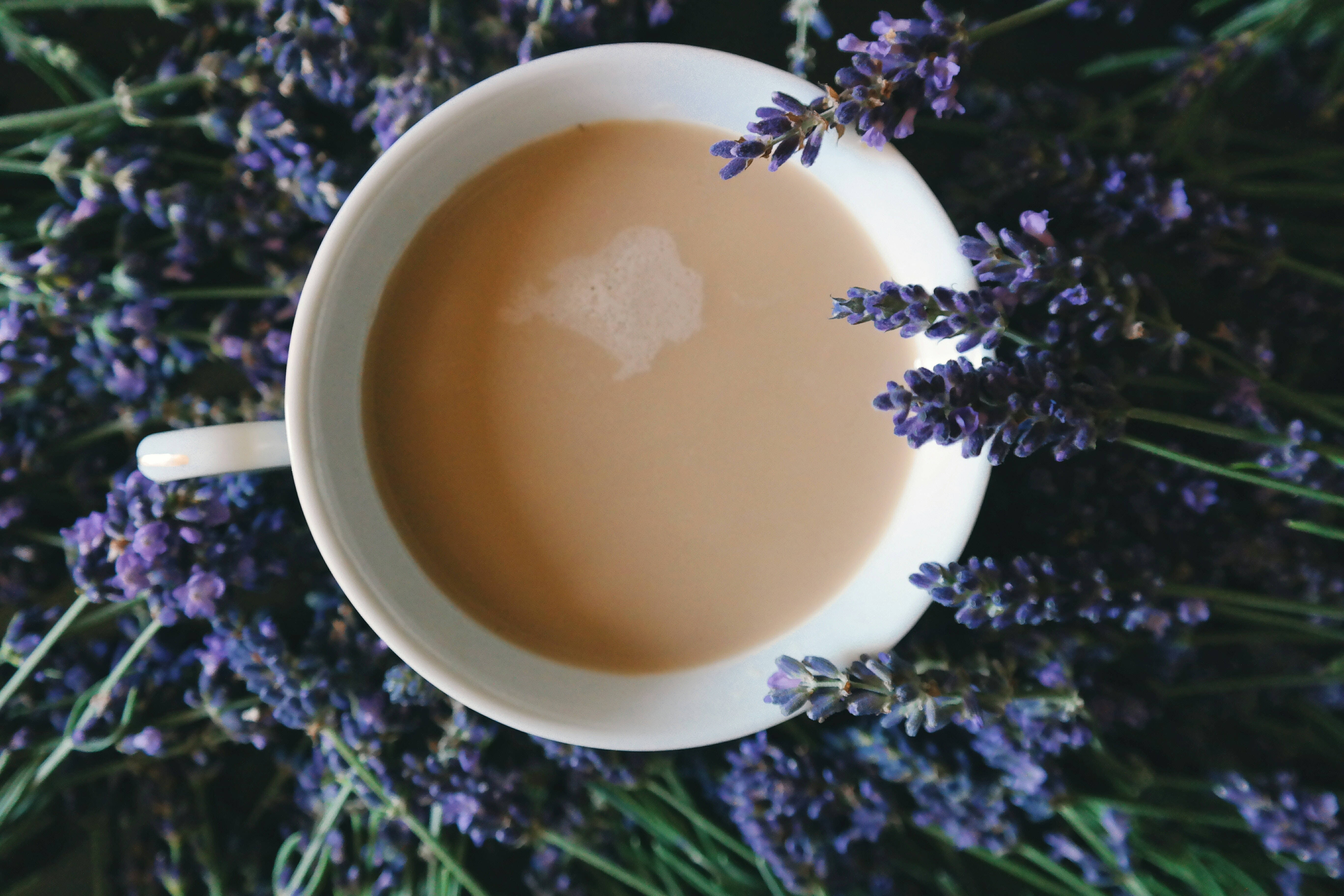 咖啡動圖 桌布 壁紙 — 一杯白色奶油茶放在新鮮紫色薰衣草花床上，俯視角度。